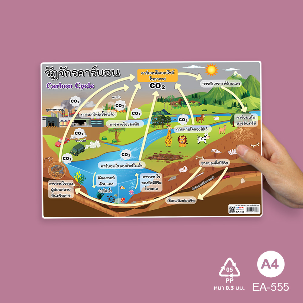 โปสเตอร์ความรู้ ชุดวิทยาศาสตร์ ขนาดA4 EA-555 วัฏจักรคาร์บอน Carbon Cycle