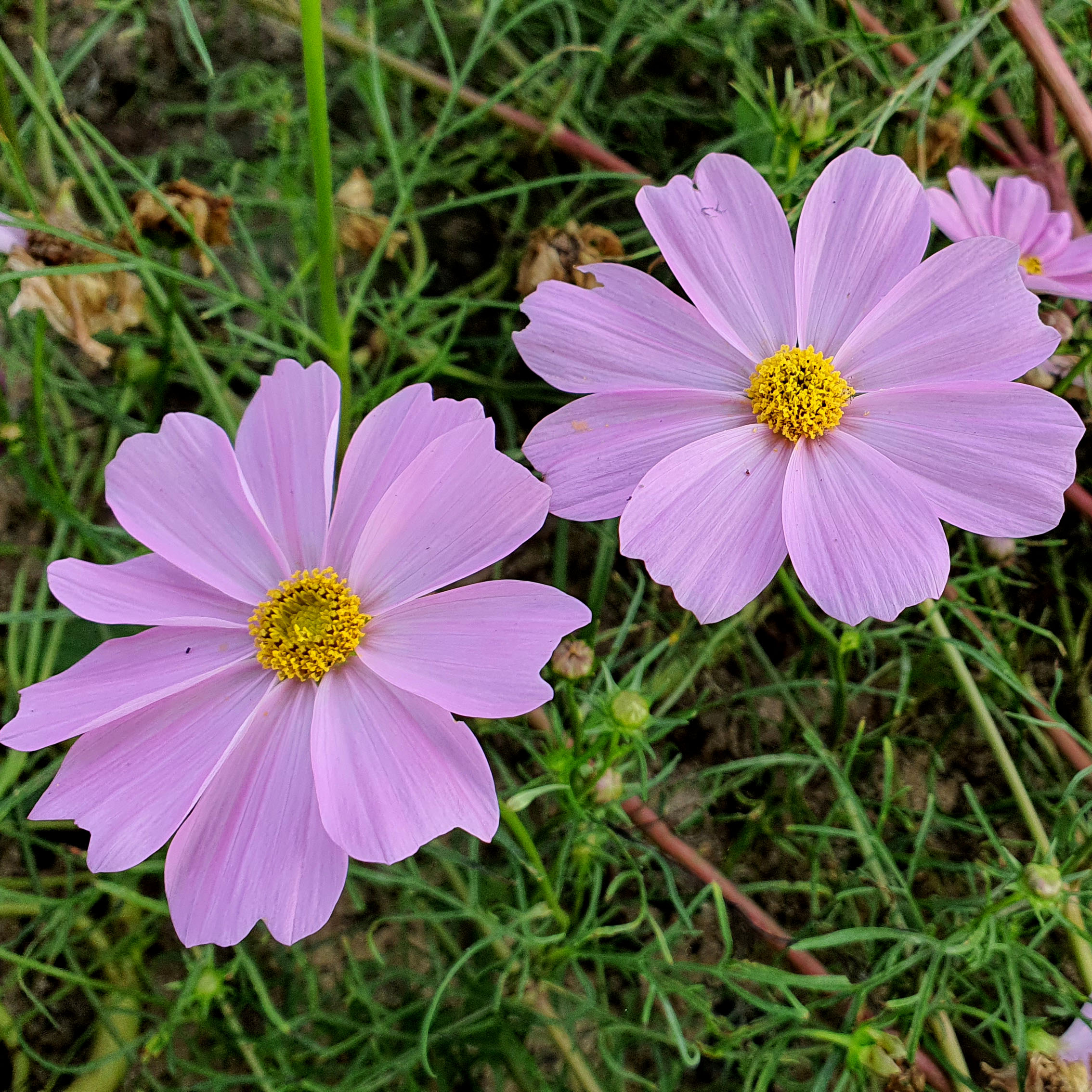 เมล็ดพันธุ์ ดอกดาวกระจายฝรั่งต้นเตี้ย (Sulfur Cosmos) 150 เมล็ด ปลูกง่าย ปลูกได้ทั่วไทย โตไวคละสี สูง 30 ซม