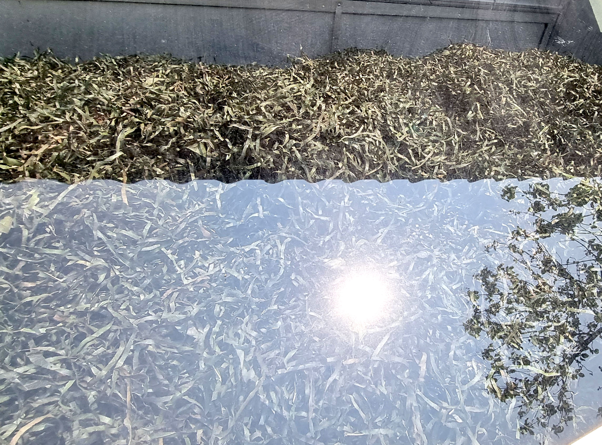 ใบรางจืดหั่นฝอย อบแห้ง ไร้สารเคมี อบด้วยตู้แสงอาทิตย์ แก้พิษยาเบื่อ สารเสพติดหรือสารเคมีที่สะสมตกค้างในร่างกาย ขนาด 120 กรัม