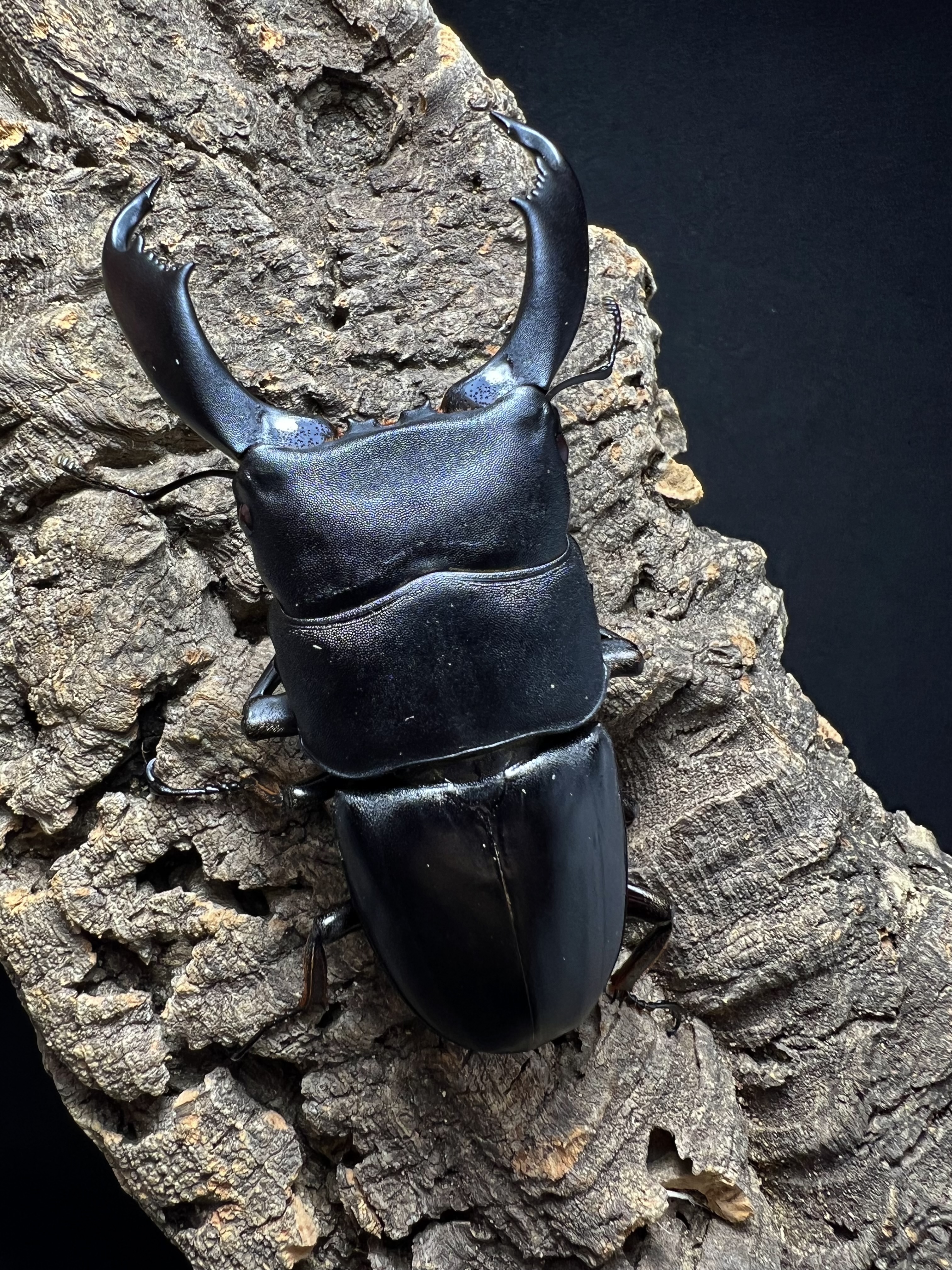 Dorcus titanus typhon 80mm.