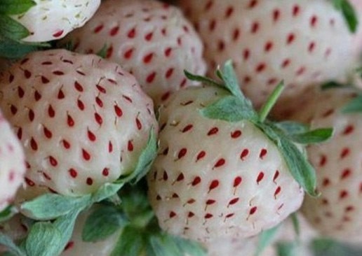 เมล็ดพันธุ์ สตรอเบอรี่สีขาว (Pineberry)