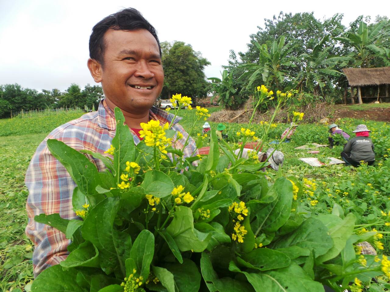 ผักกาดกวางตุ้งดอก(ใบเล็ก)