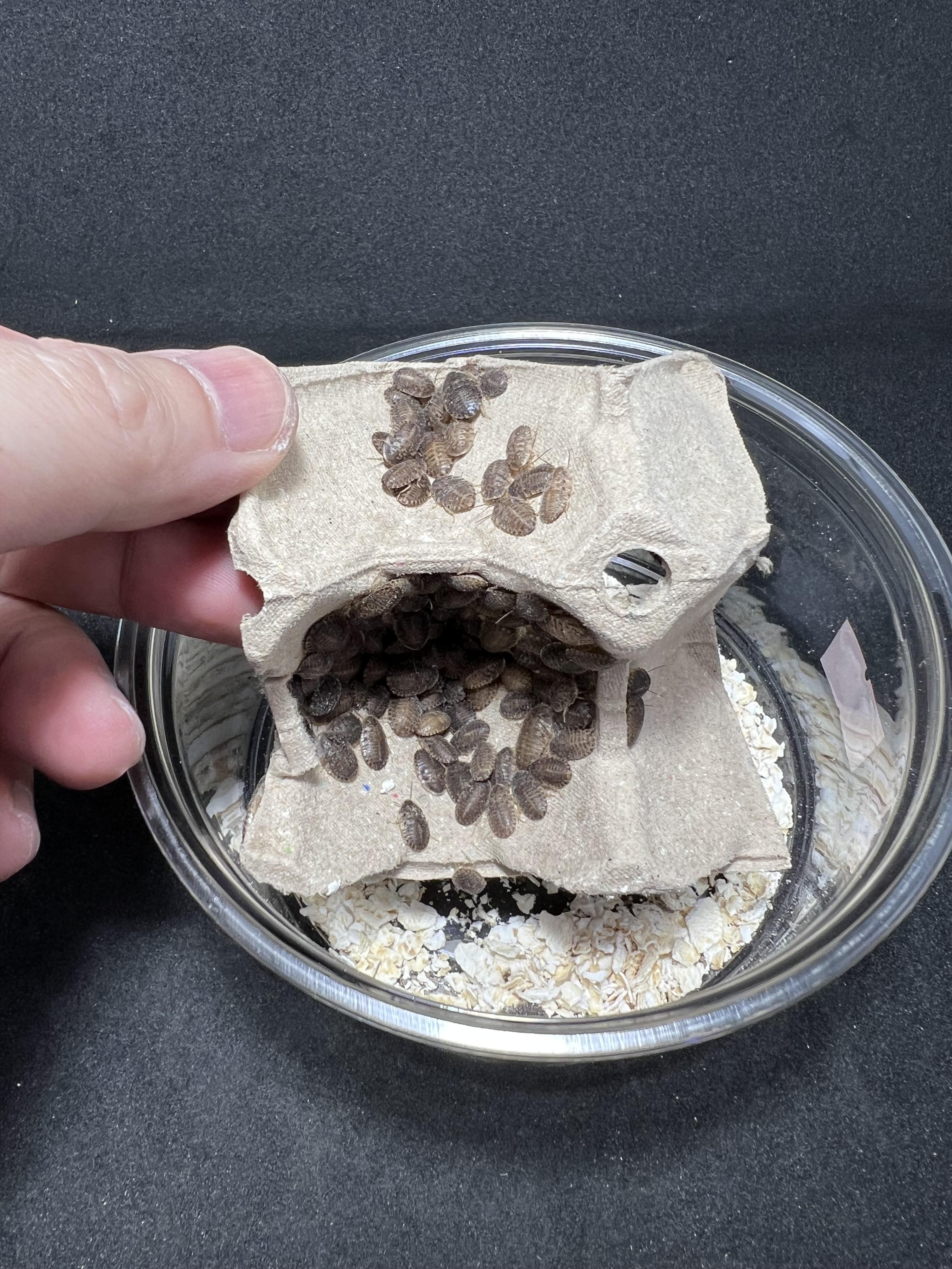 Blaptica dubia 5~10mm. 1 cup