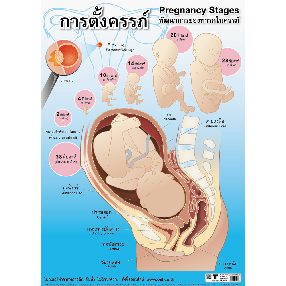 Pregnancy and Birth Educational Posters No.083