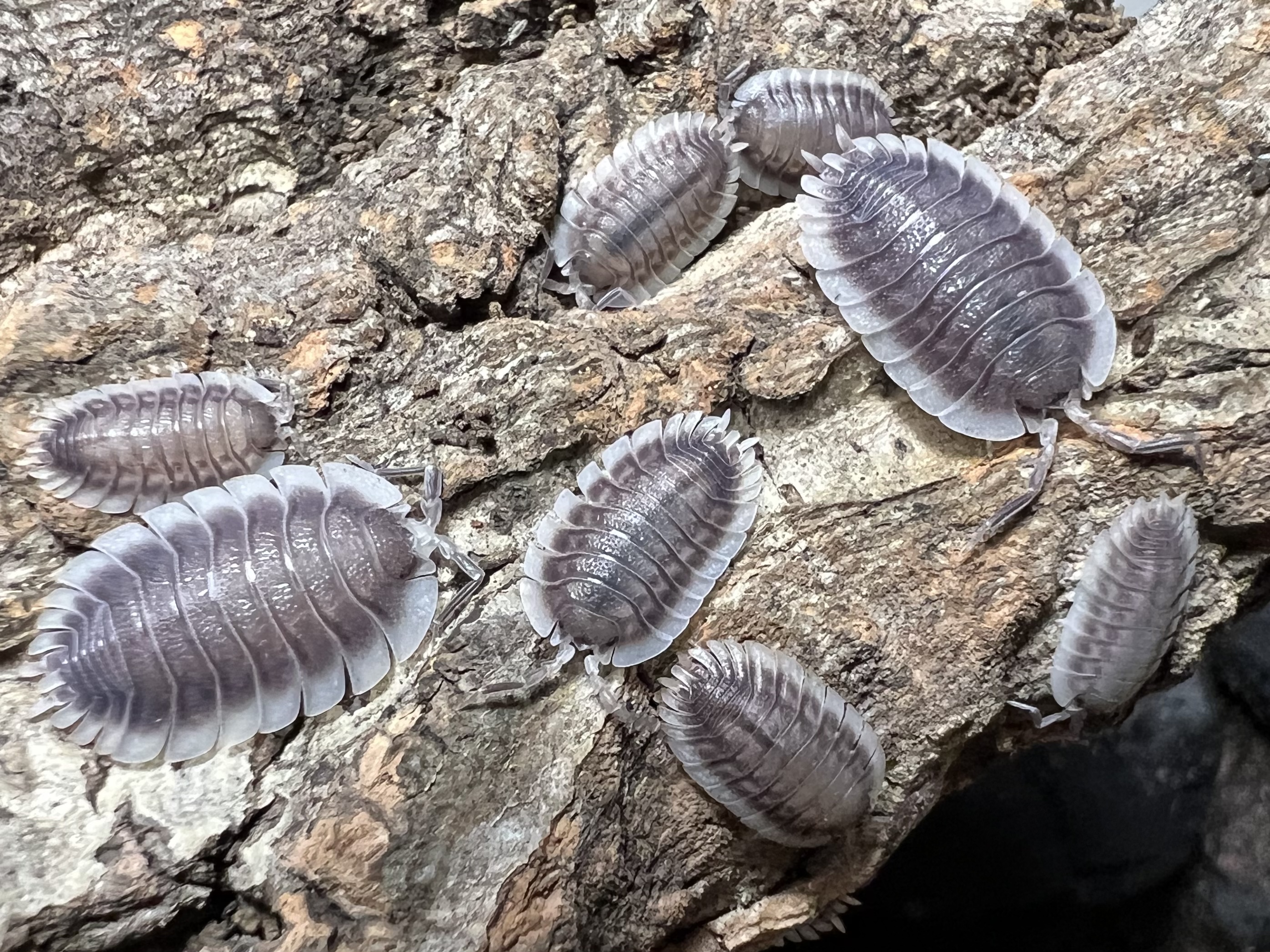 Porcellio werneri set 5 each