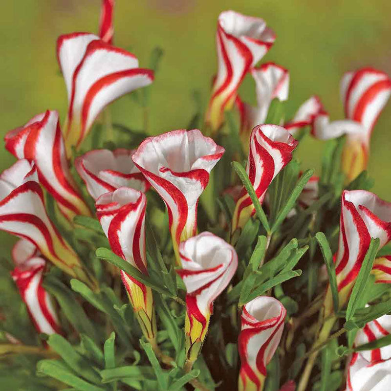 Oxalis versicolor flowers seeds