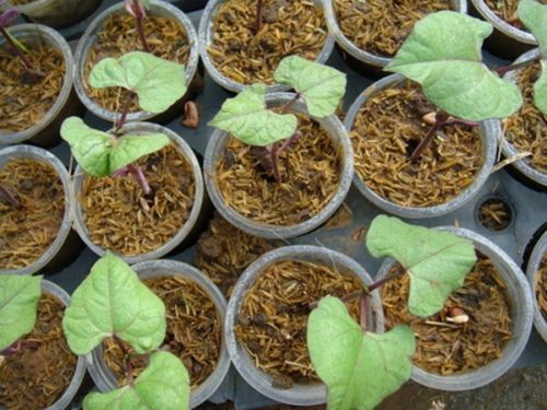 เมล็ดพันธุ์ ถั่วแขกม่วง