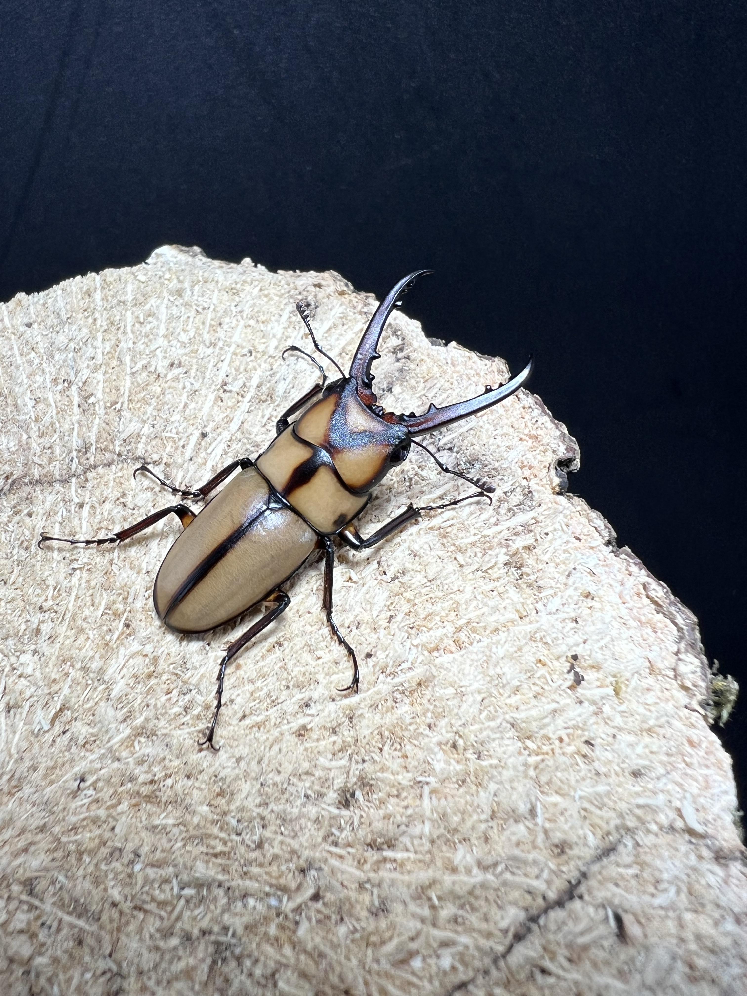 Prosopocoilus suturalis 35 mm. 1pair