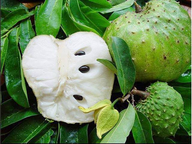 เมล็ดพันธุ์ ทุเรียนเทศ