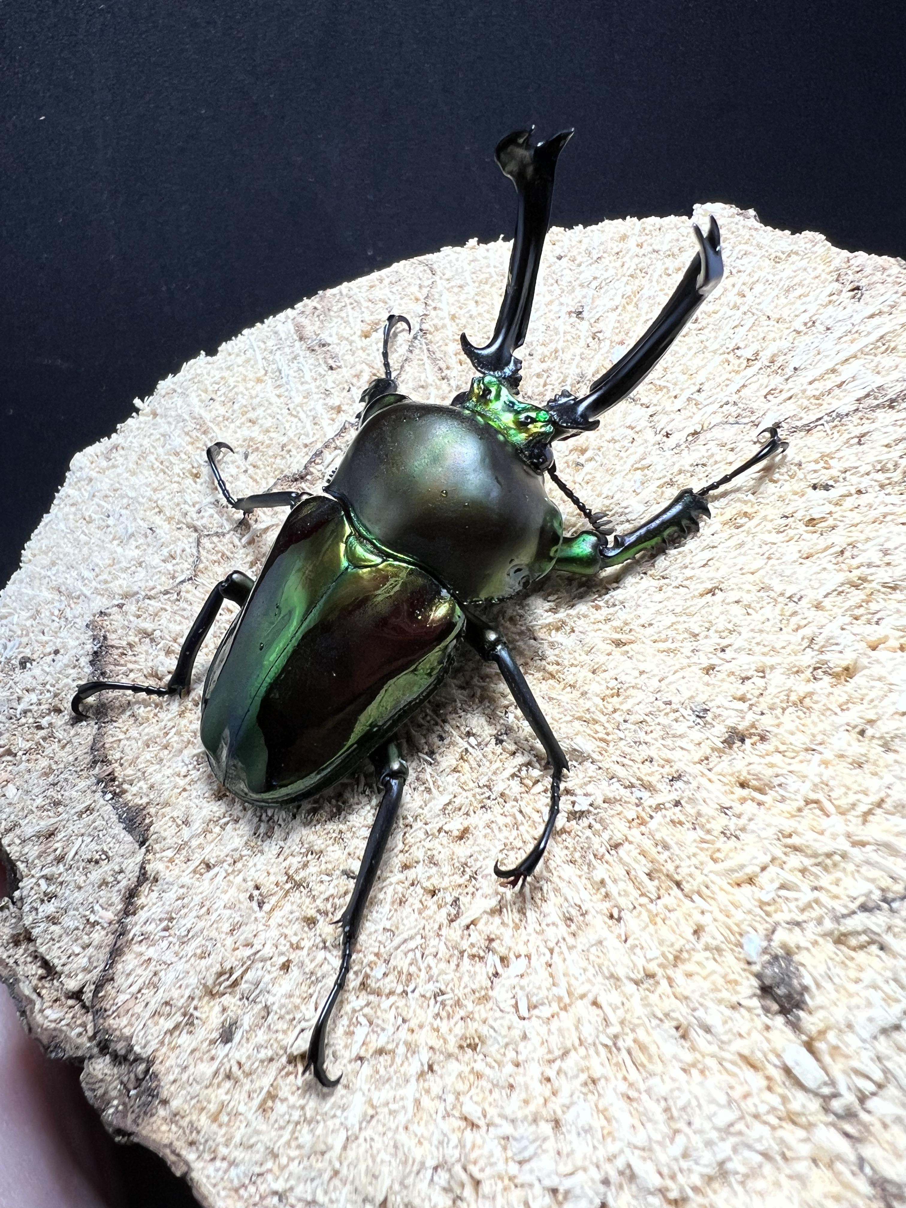 Phalacrognathus muelleri 55mm.