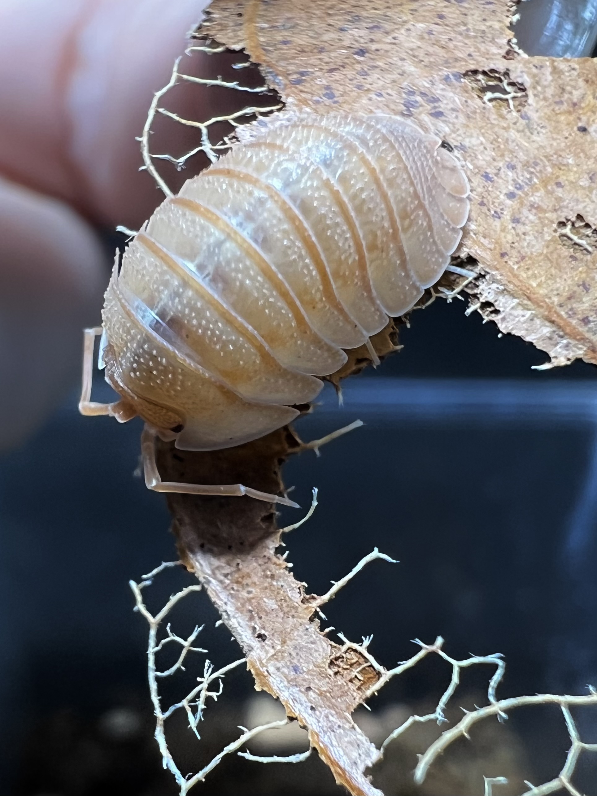 Armadilldium pallasii orange set 5 each