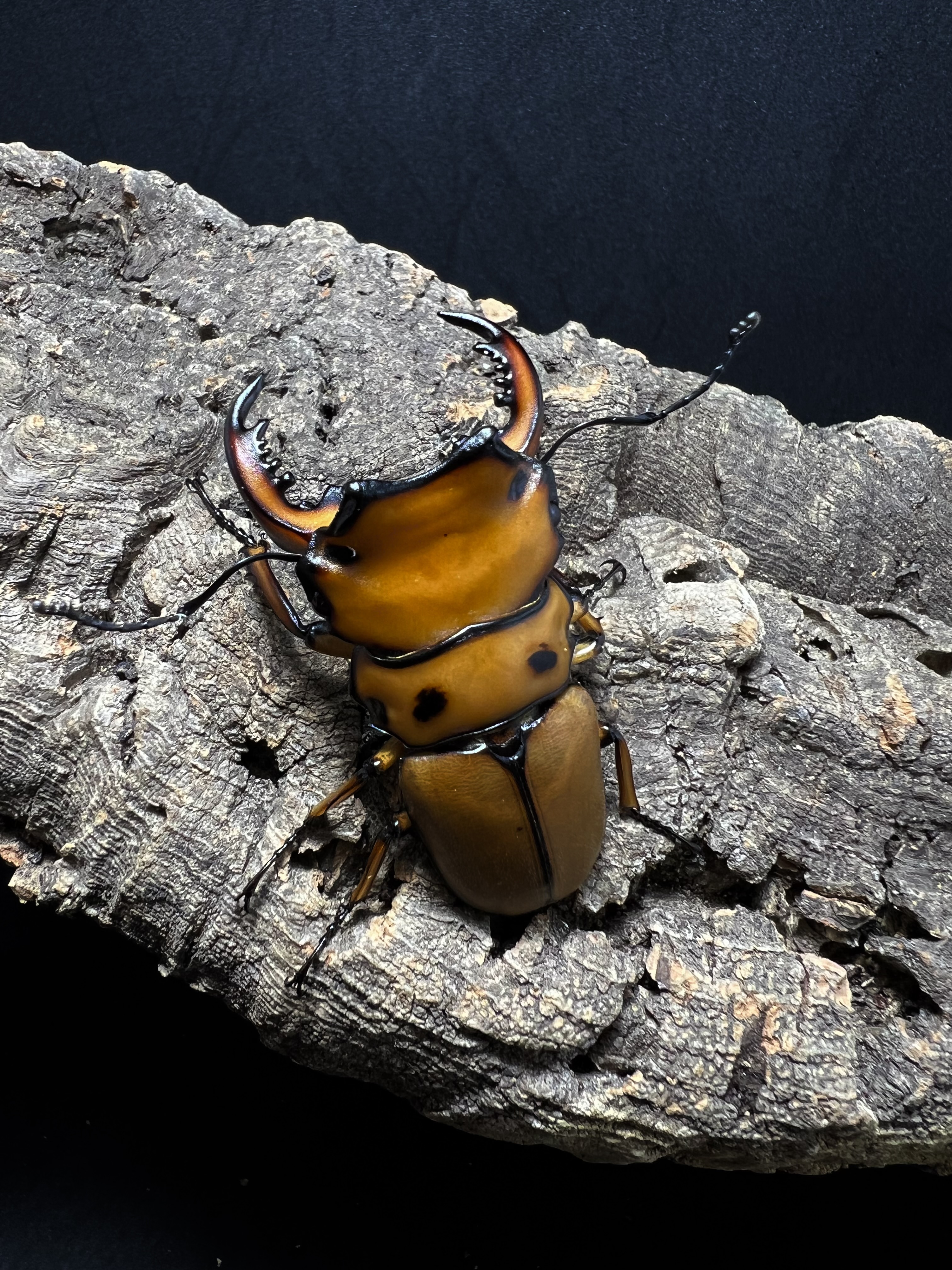 Homoderus mellyi 53mm.