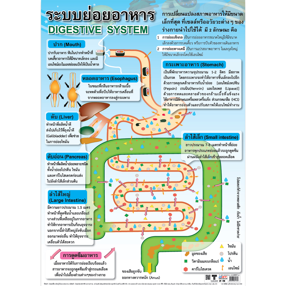 Digestive System Educational Posters No.170
