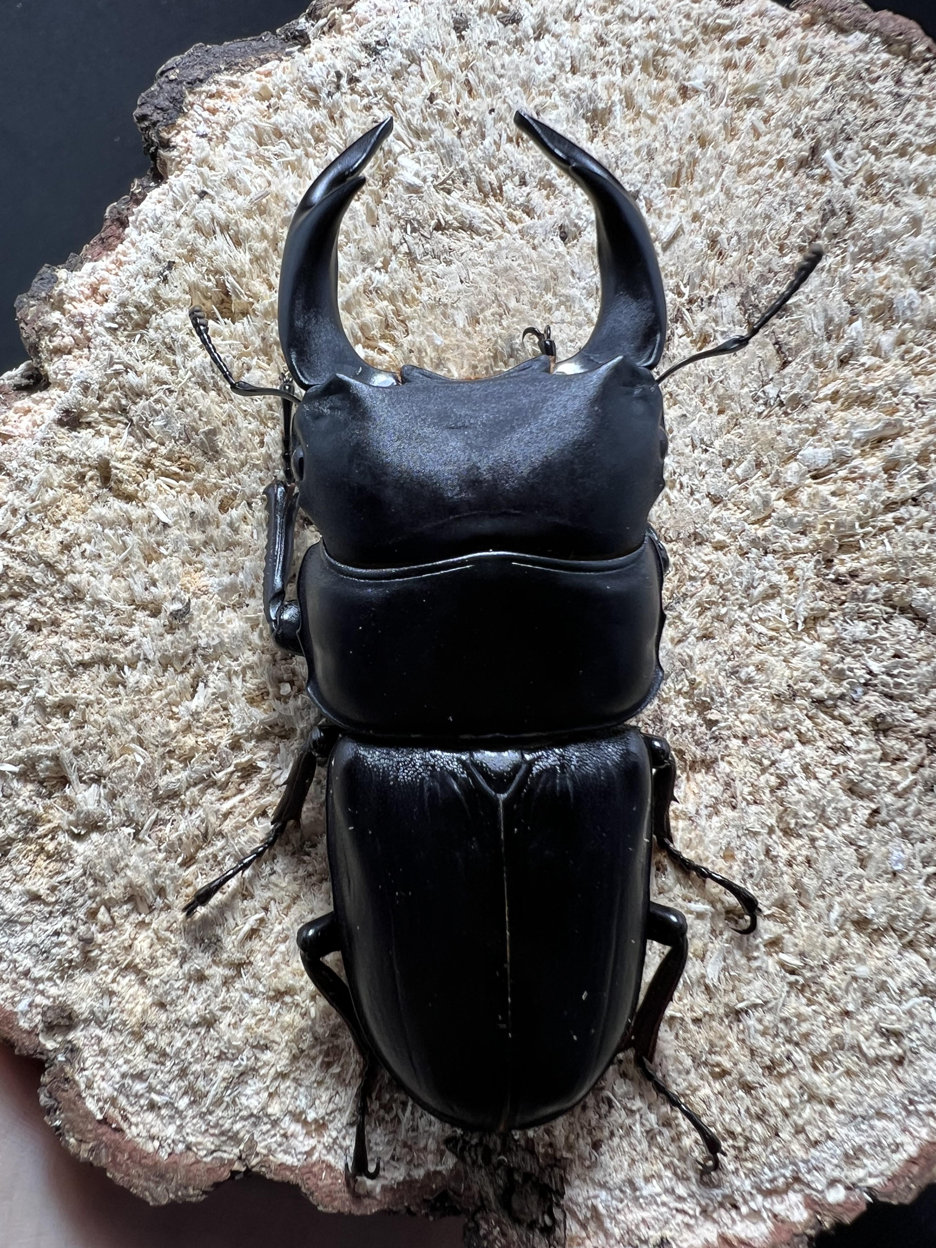 Dorcus hopei binodulosus 70 mm.