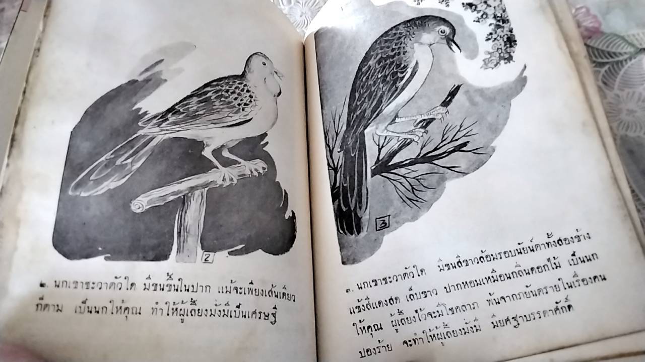 ตำราเลี้ยงและดูลักษณะนกเขาชะวา