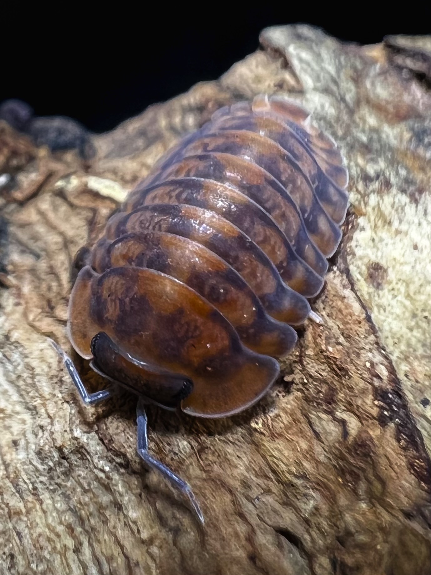 Cubaris sp. dark phipun 5 each