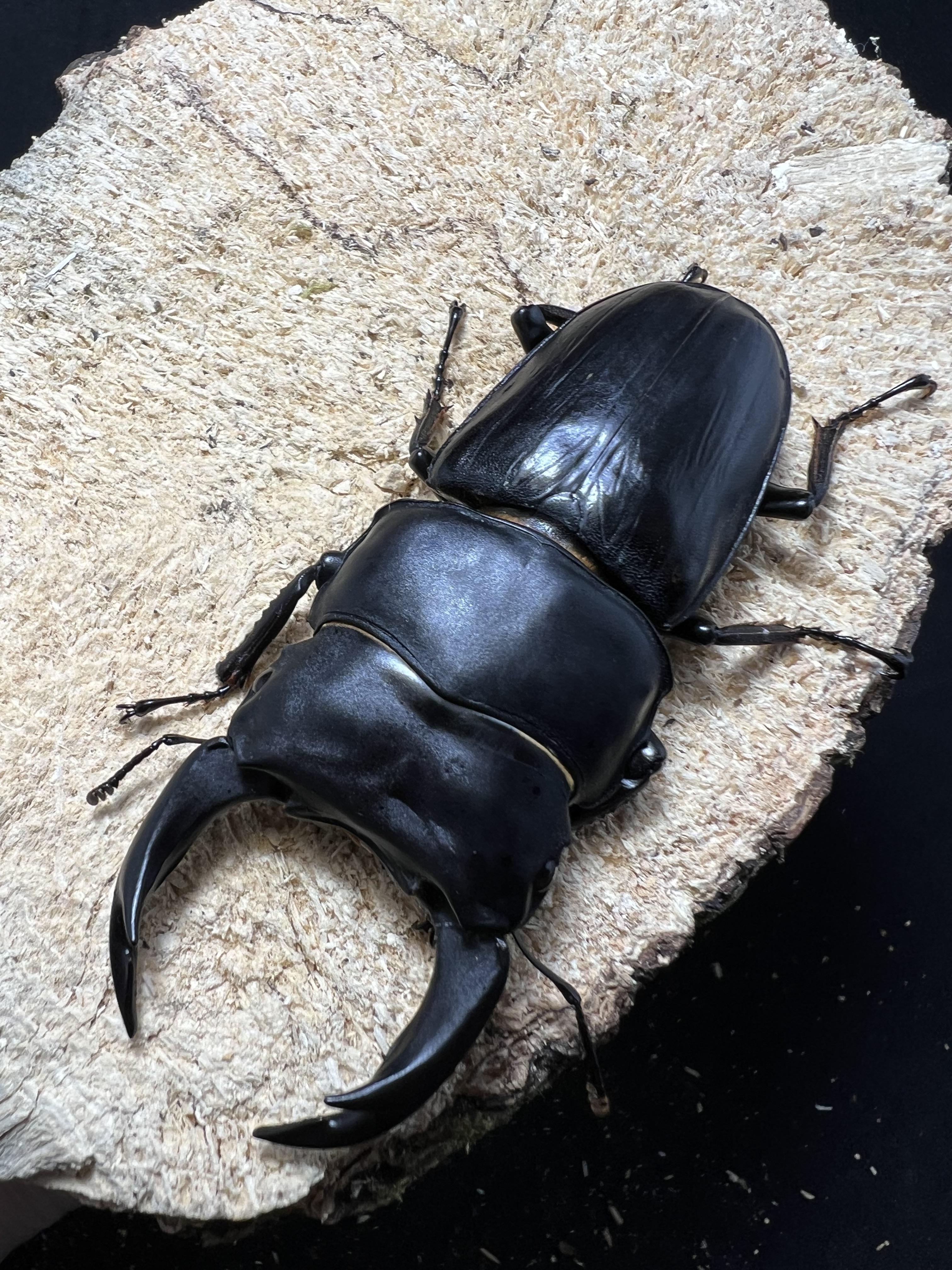 Dorcus hopei binodulosus 76mm.