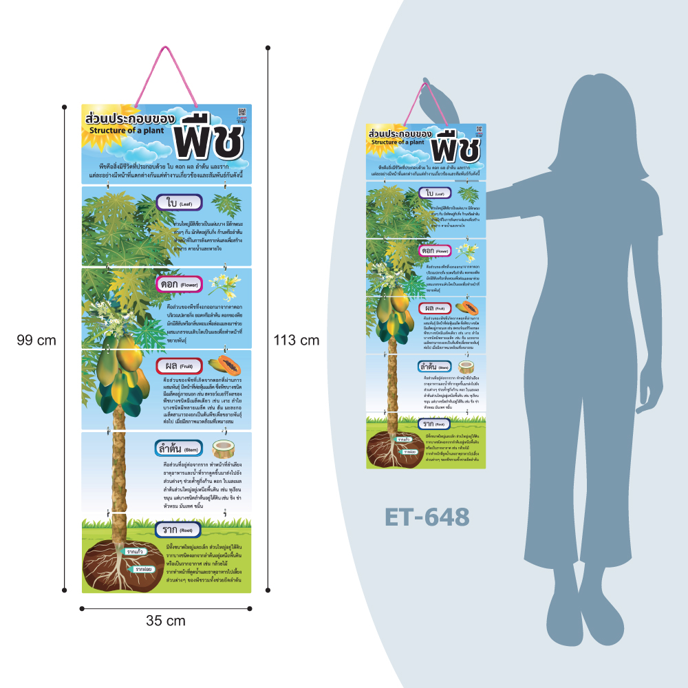 Hanging Display Flashcards Structure of a Plant ET-648
