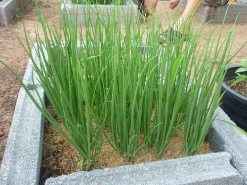 เมล็ดพันธุ์ต้นหอม