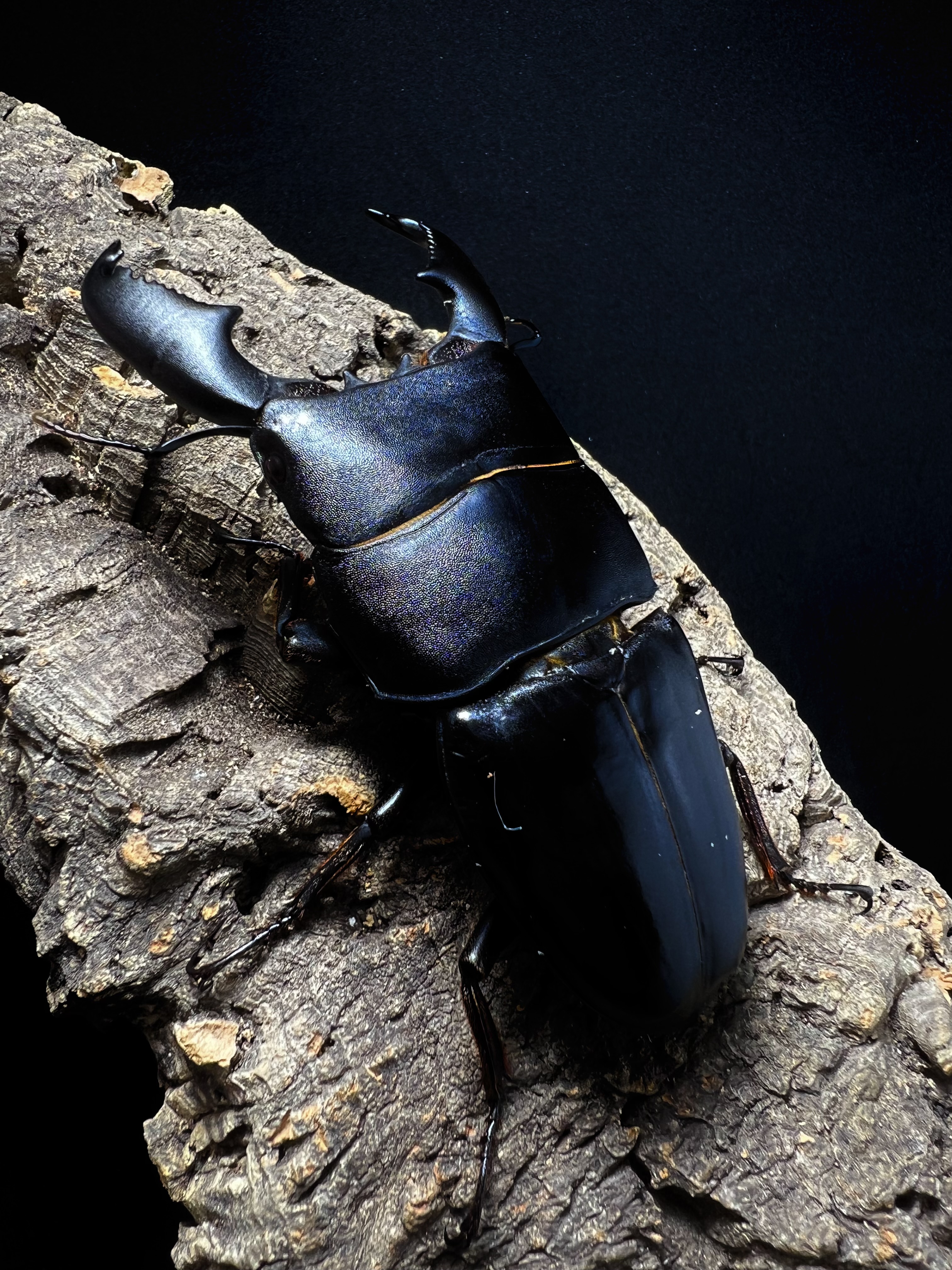 Dorcus titanus yasuokai 96mm.