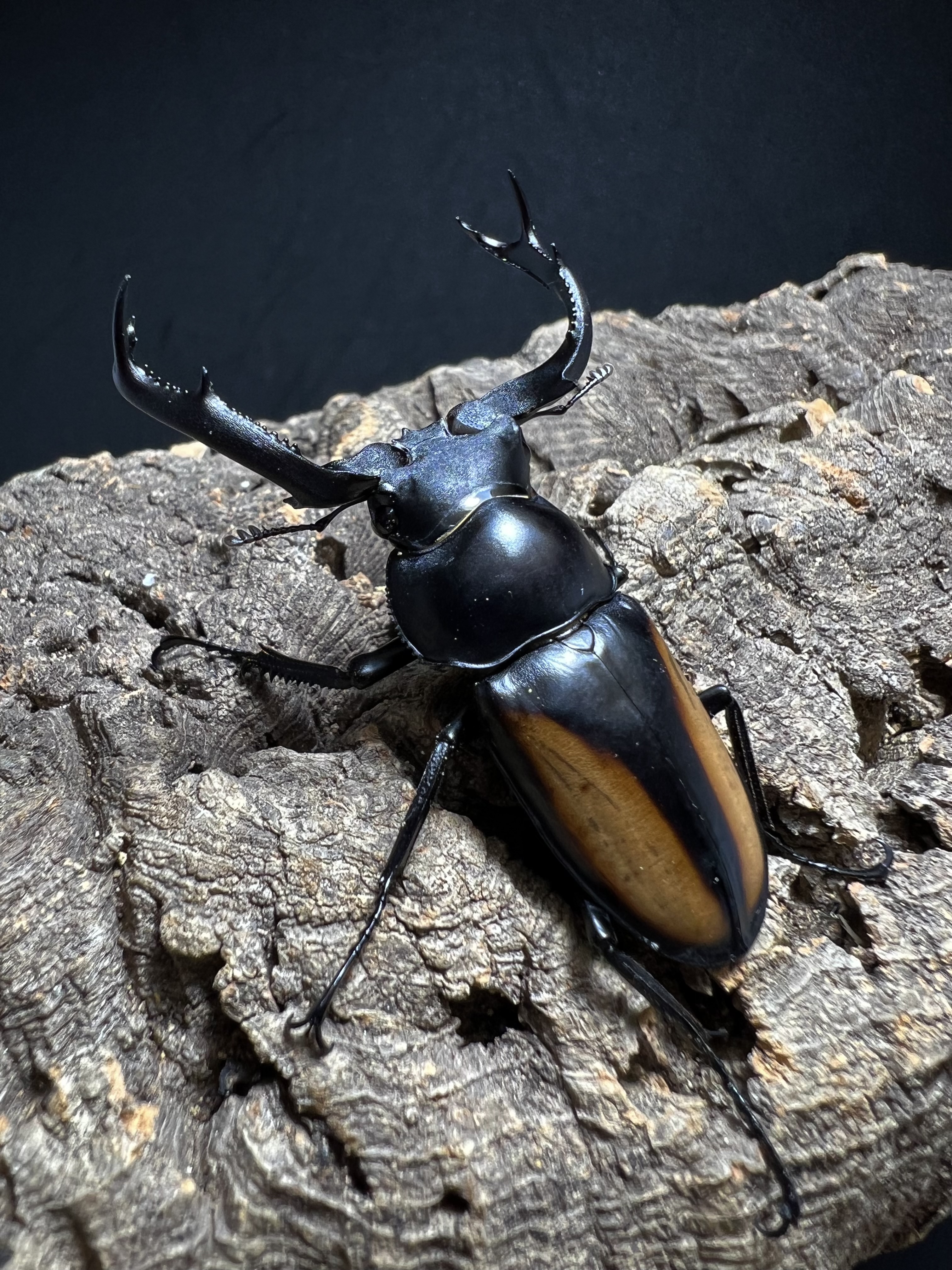 Rhaetulus speciosus kawanoi 53mm.