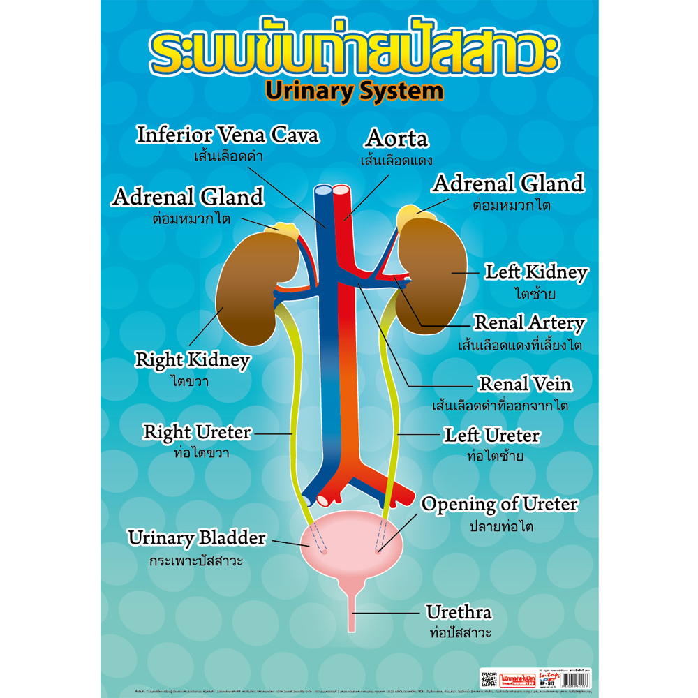 Thai-English Urinary System Educational Posters No.017 No.517