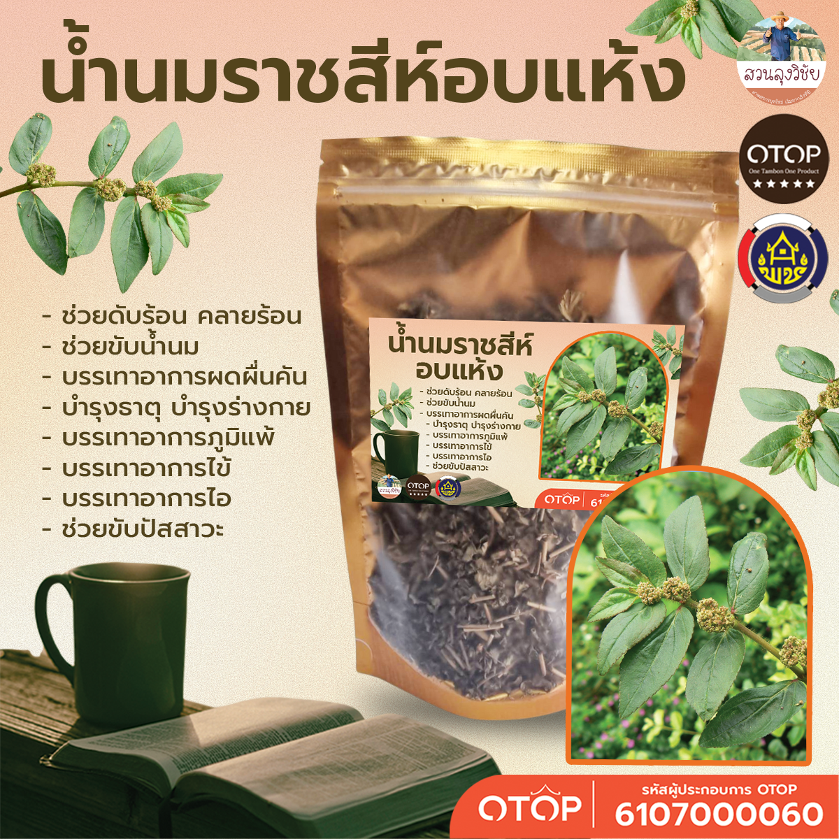 น้ำนมราชสีห์อบแห้ง Dried Garden spurge ต้มดื่มเพิ่มน้ำนม แก้เวียนศีรษะบ้านหมุน ขนาด 50 กรัม