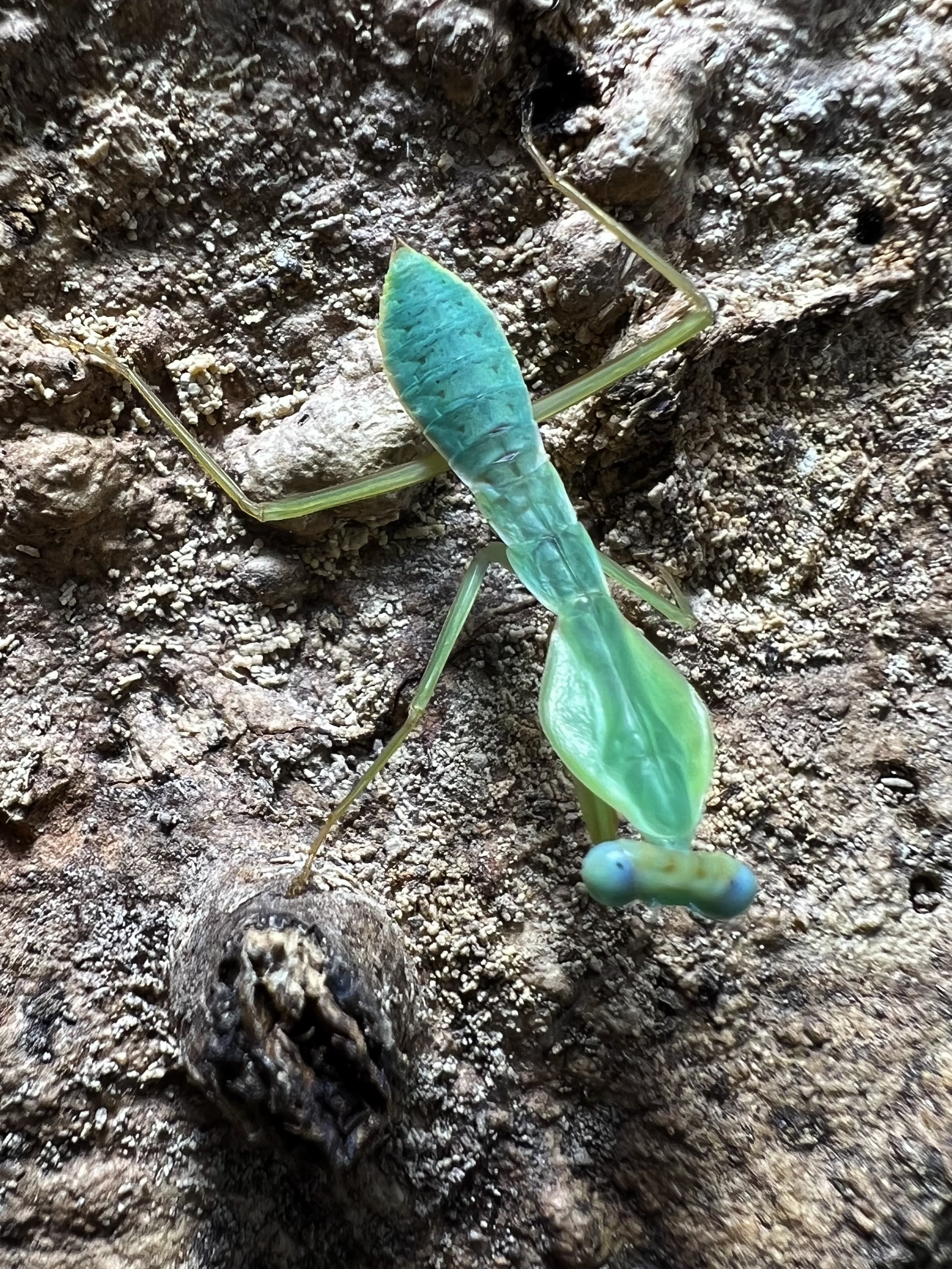 Rhombodera latipronotum Lv.1~2