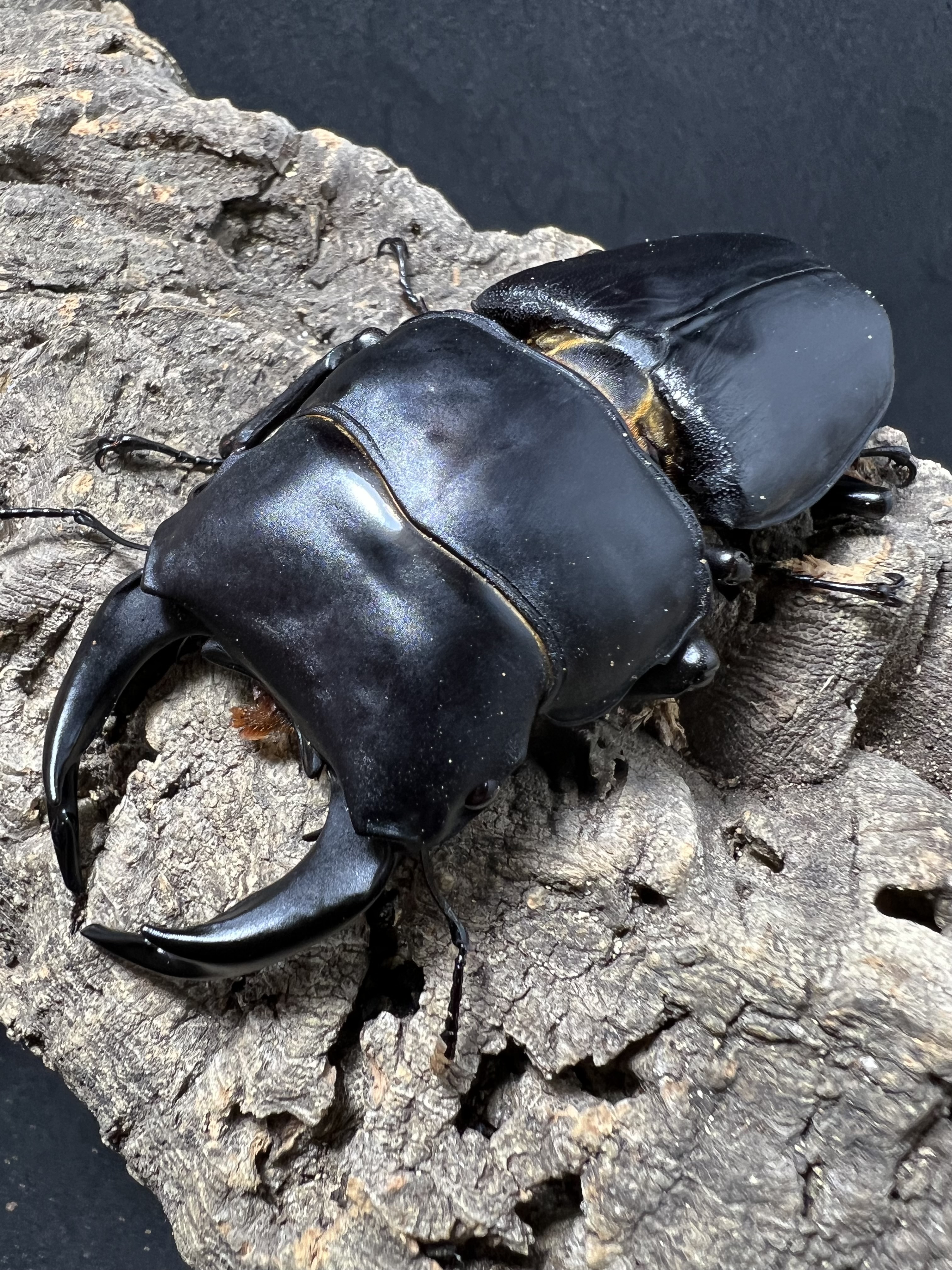 Dorcus hopei binodulosus 87 mm.