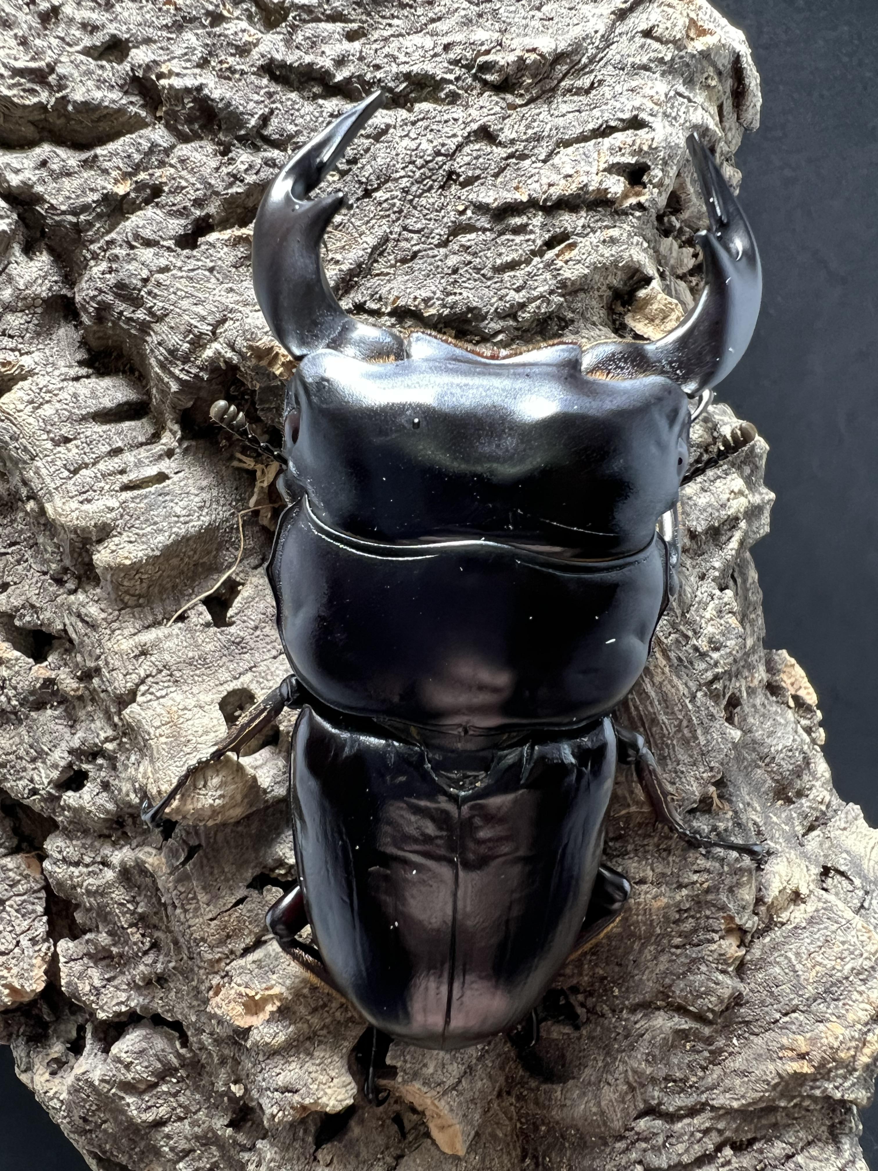 Dorcus antaeus antaeus 75mm.