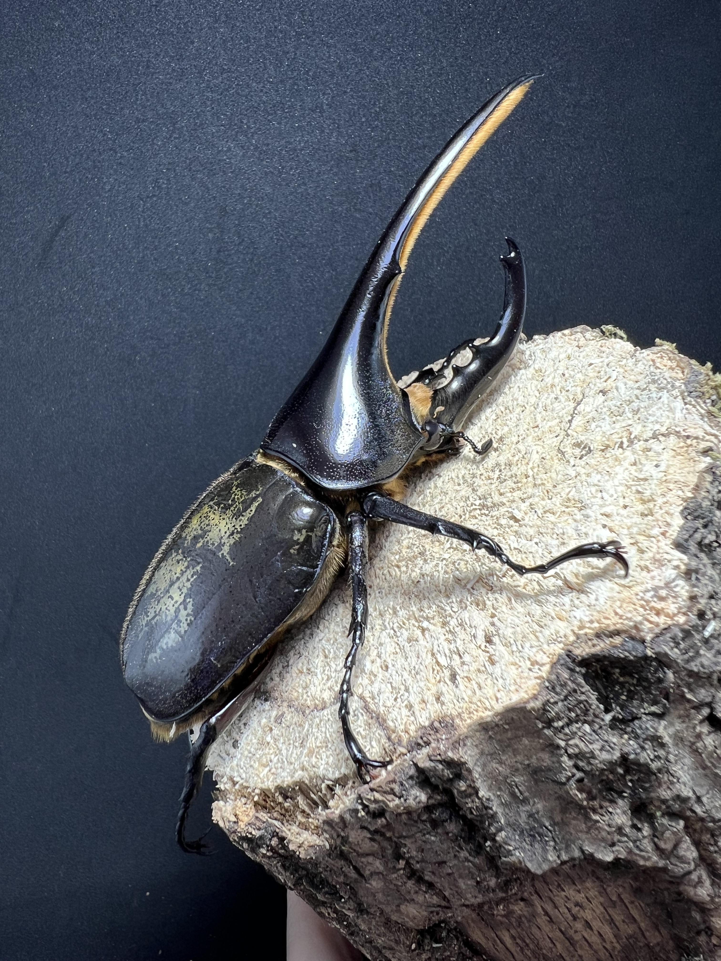 Dynastes hercules hercules 128 mm.