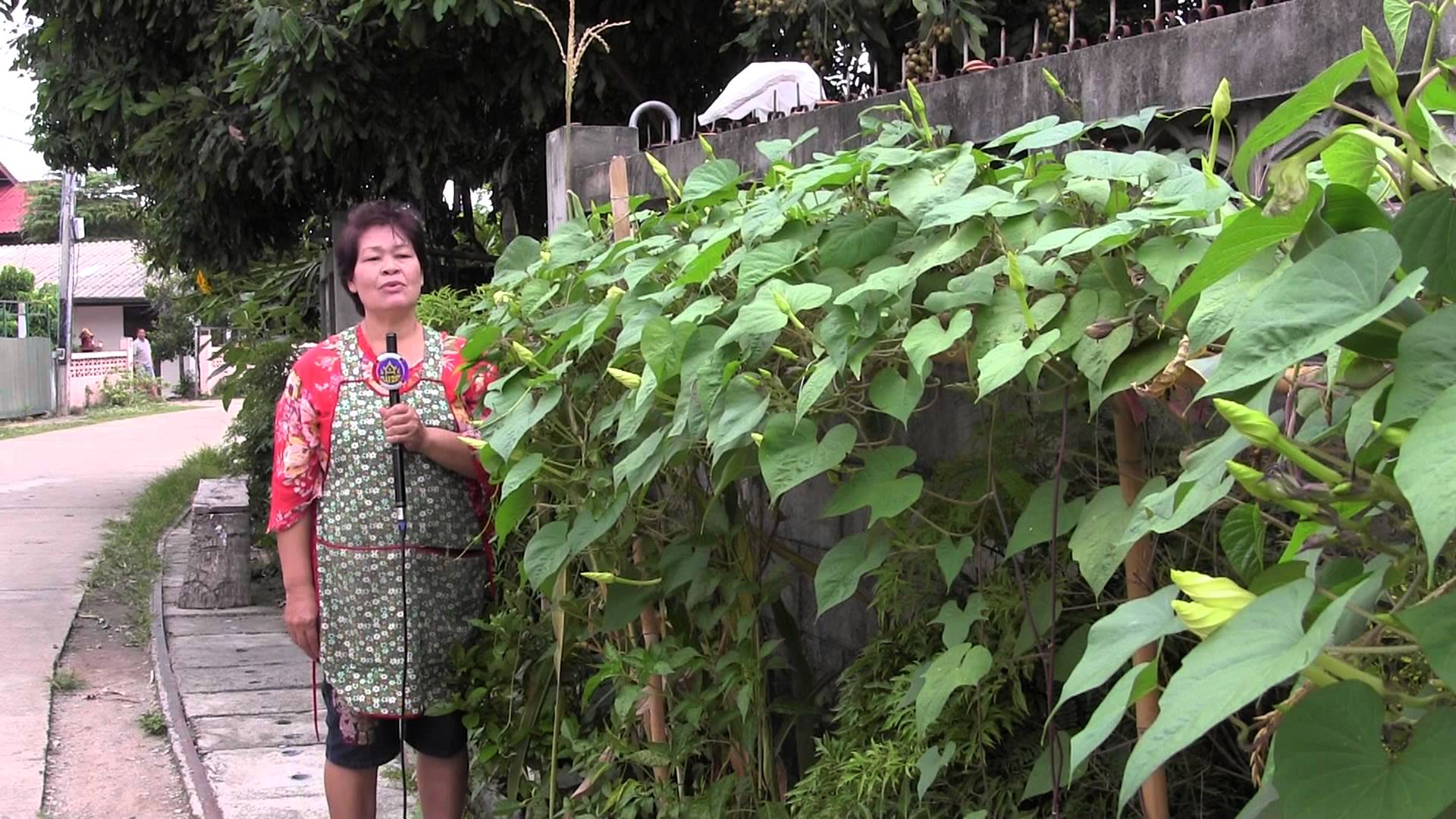 เมล็ดพันธุ์ ดอกชมจันทร์