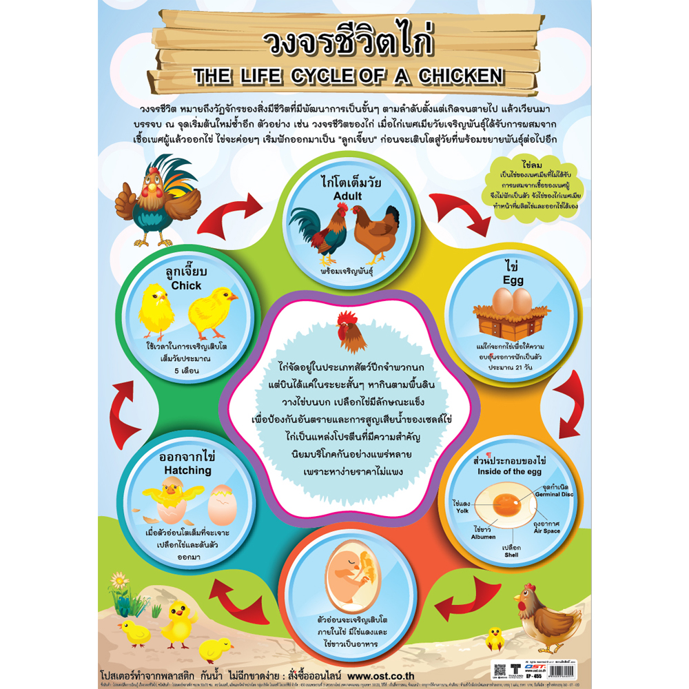 The Life Cycle of a Chicken Educational Posters No.455