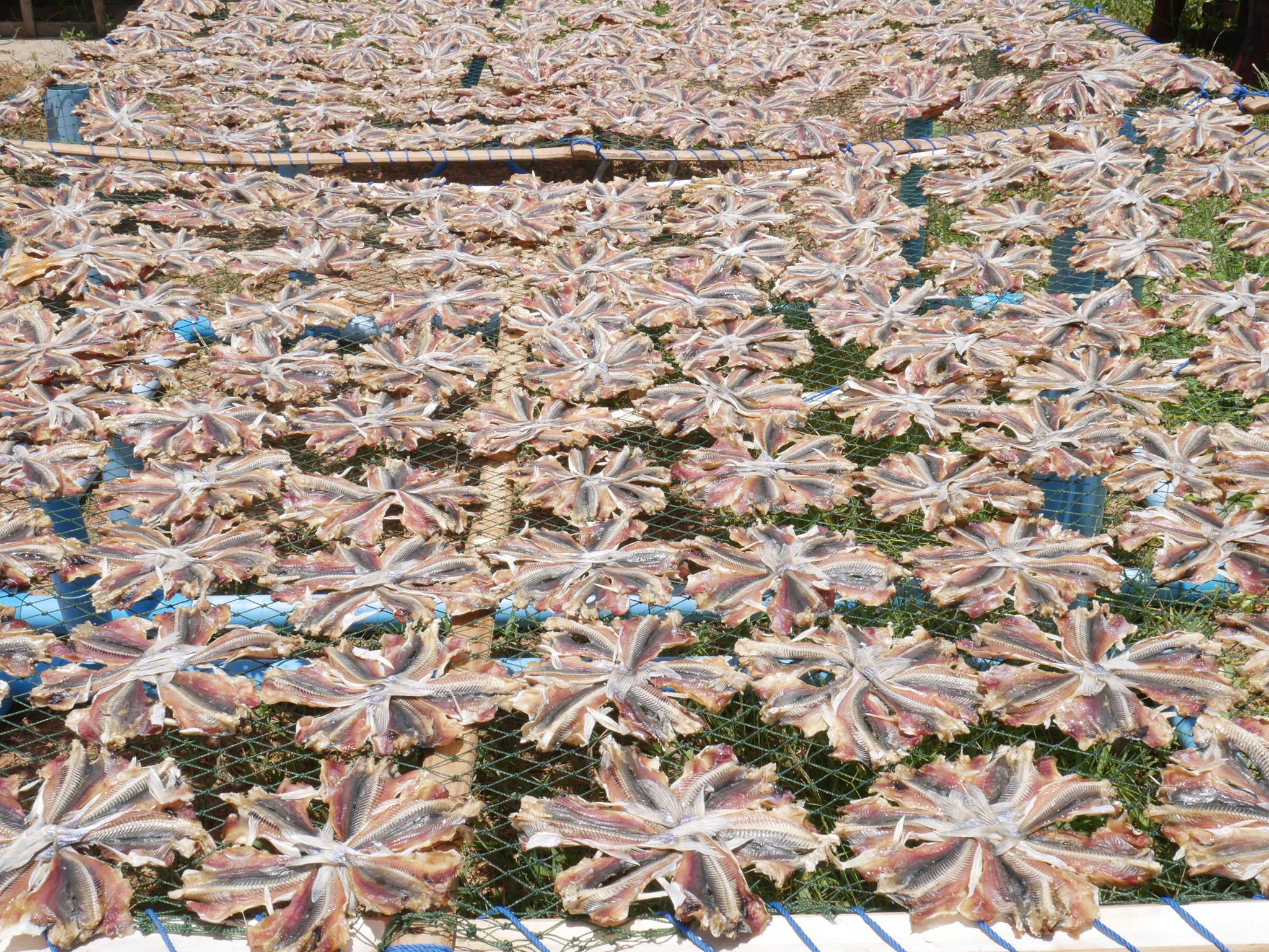 ปลาหัวโม่ง 100 วง ขายส่ง เอาไปแพคเอง