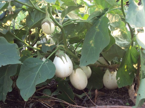 เมล็ดพันธุ์ มะเขือไข่เต่าขาว