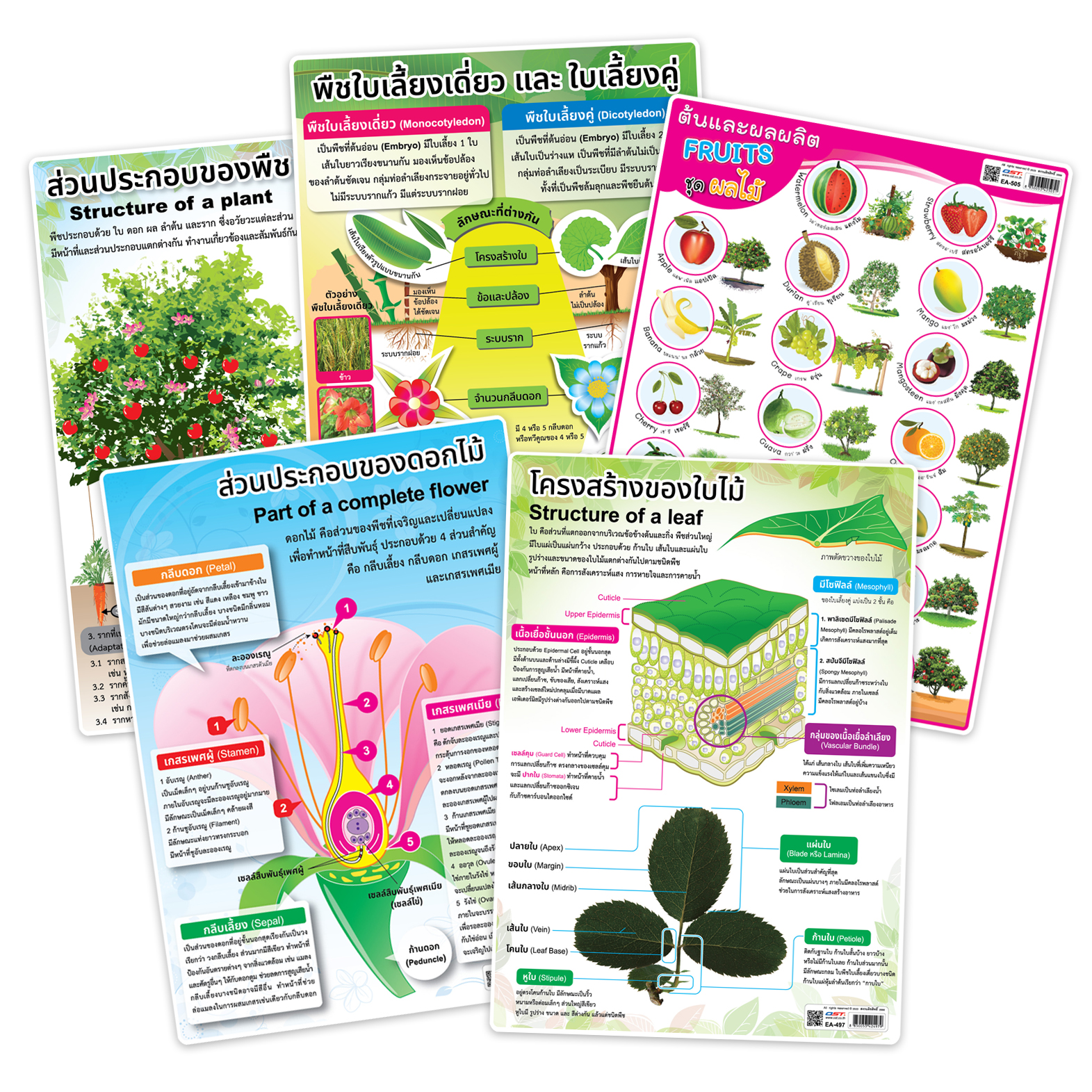 Plants Educational Posters A4 size