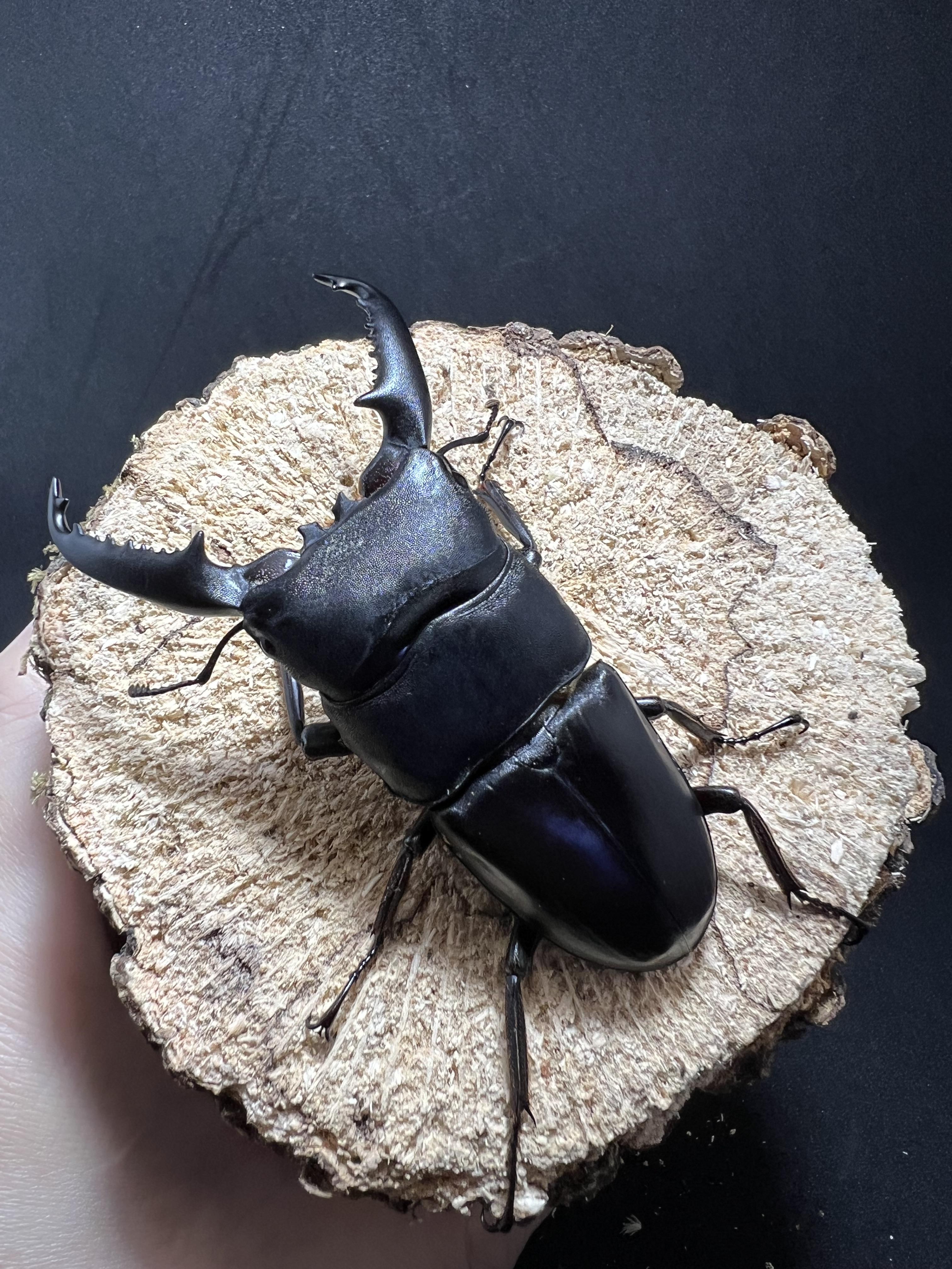 Dorcus titanus palawanicus 83 mm.