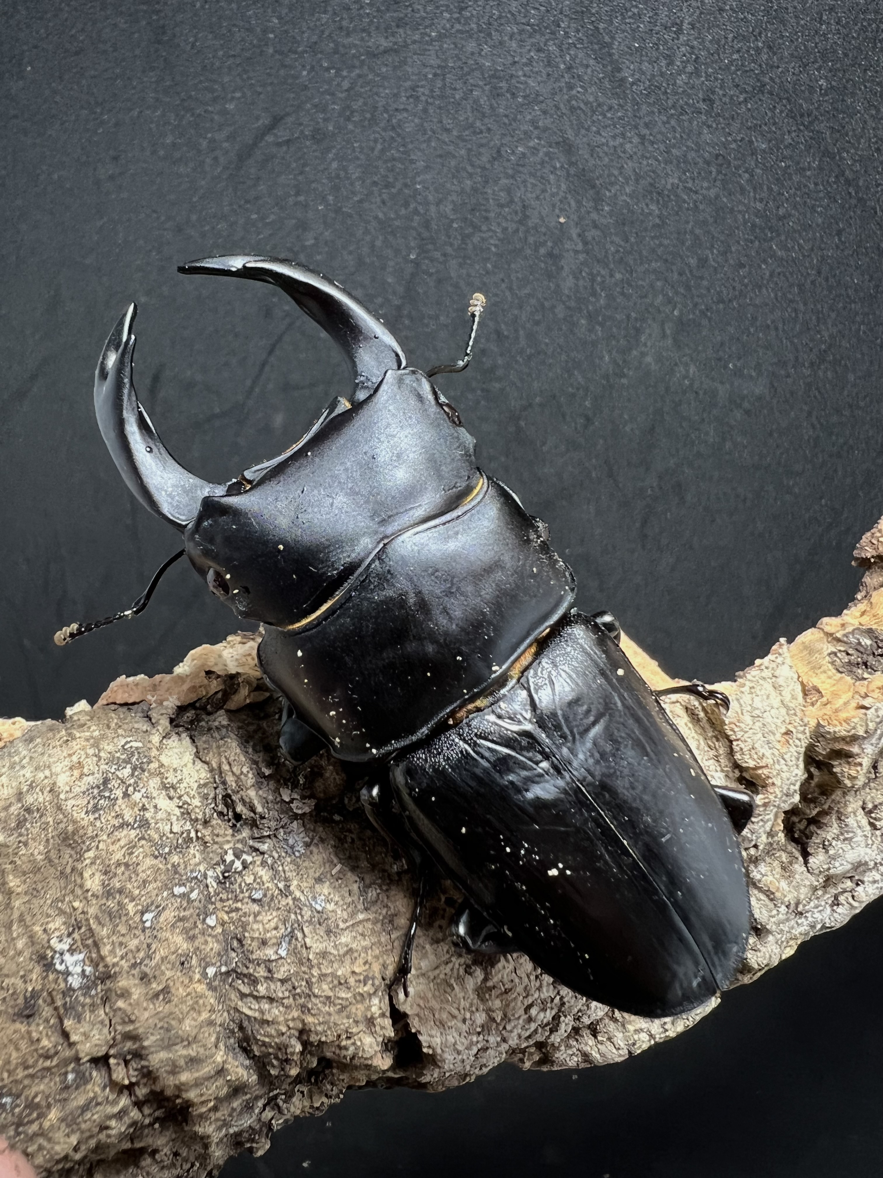 Dorcus hopei binodulosus 73mm.