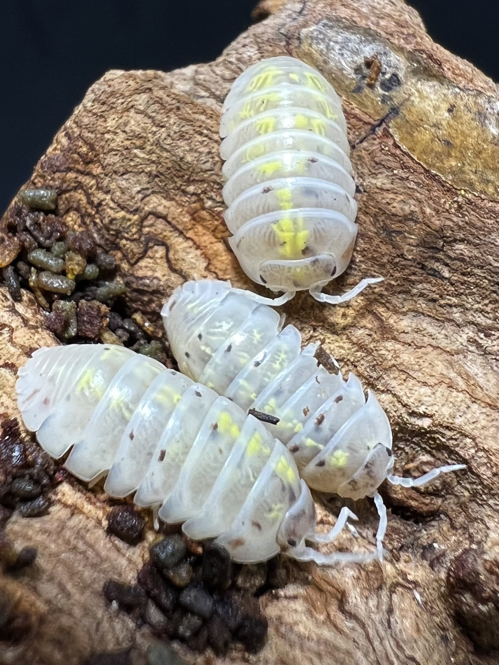 Armadillidium Vulgare “ Magic potion” Set 5 each