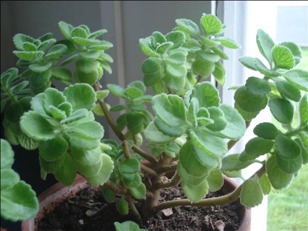 เมล็ดพันธุ์ ออริกาโน่