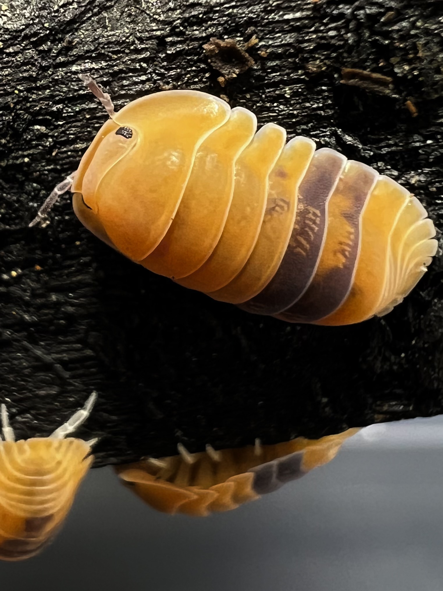 Cubaris sp. amber ducky 5 each