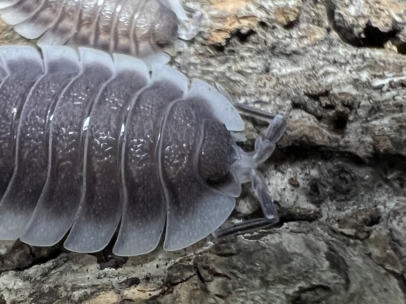 Porcellio werneri set 5 each