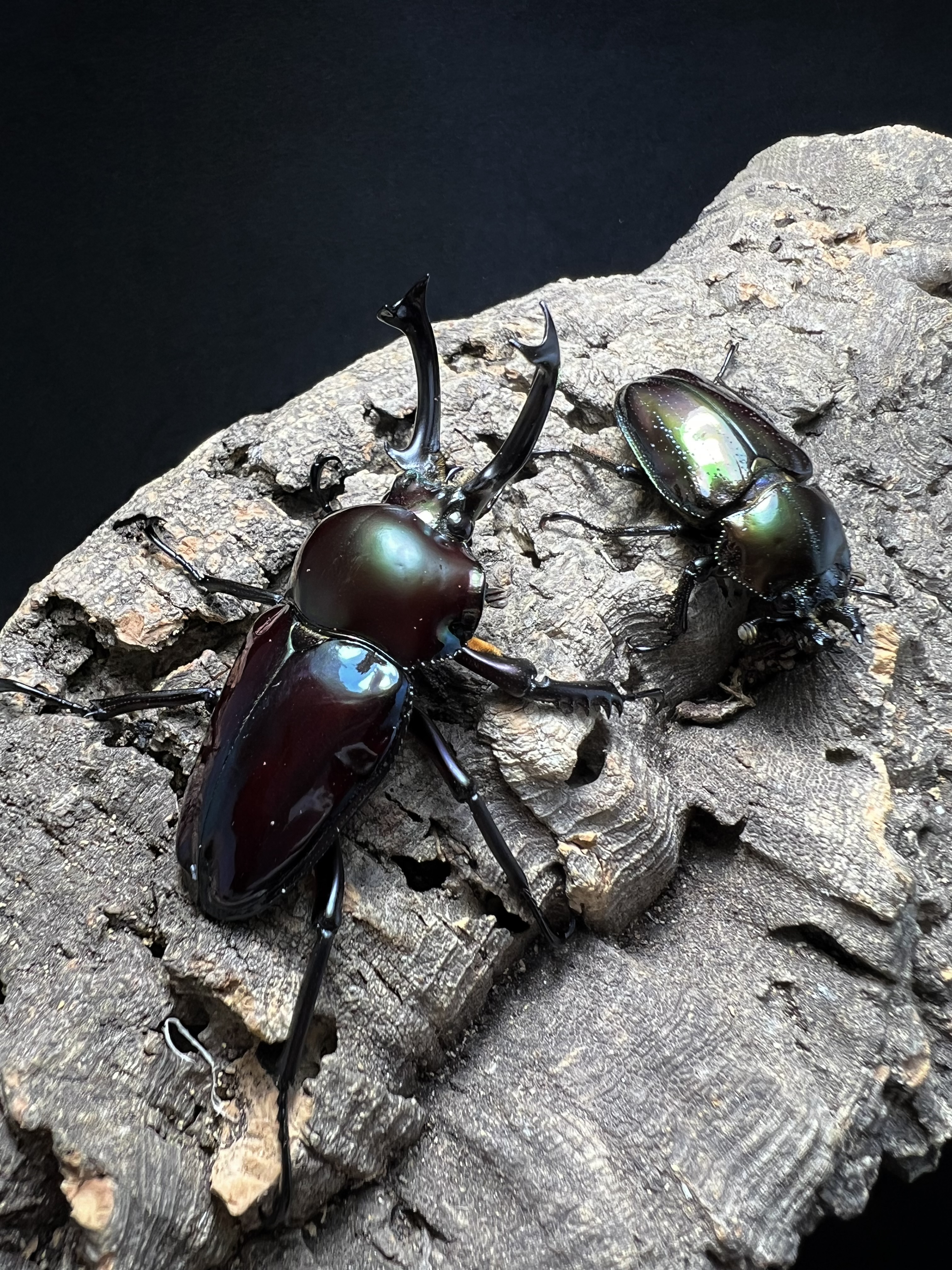 Phalacrognatus muelleri 50x31 mm.