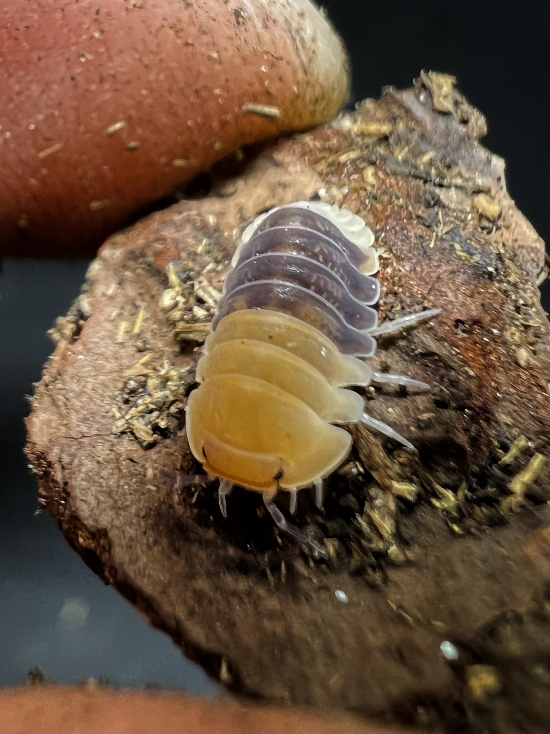 Cubaris sp. rubber bee 5 each