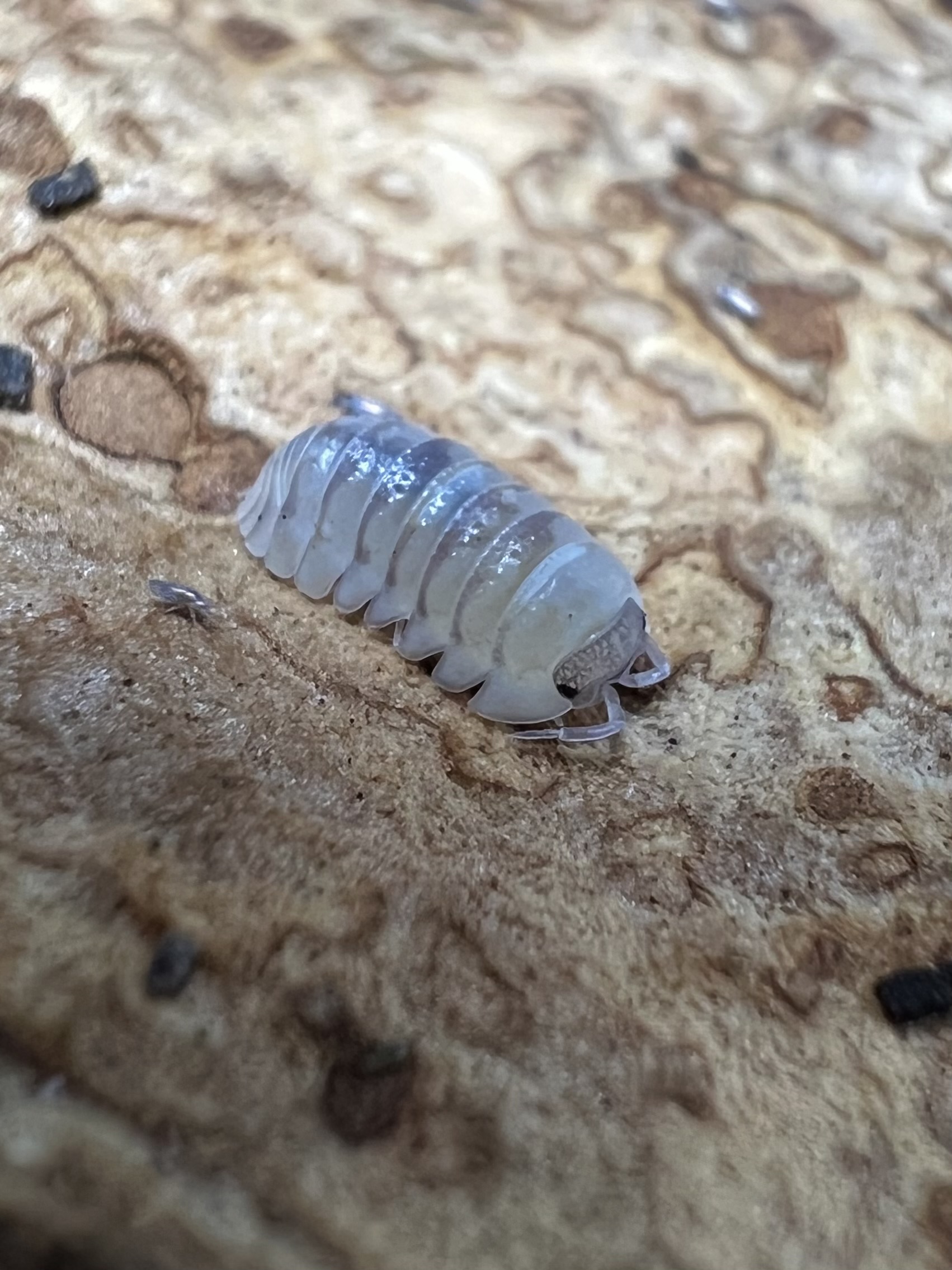 Armadillidium marbleized Set 5 each
