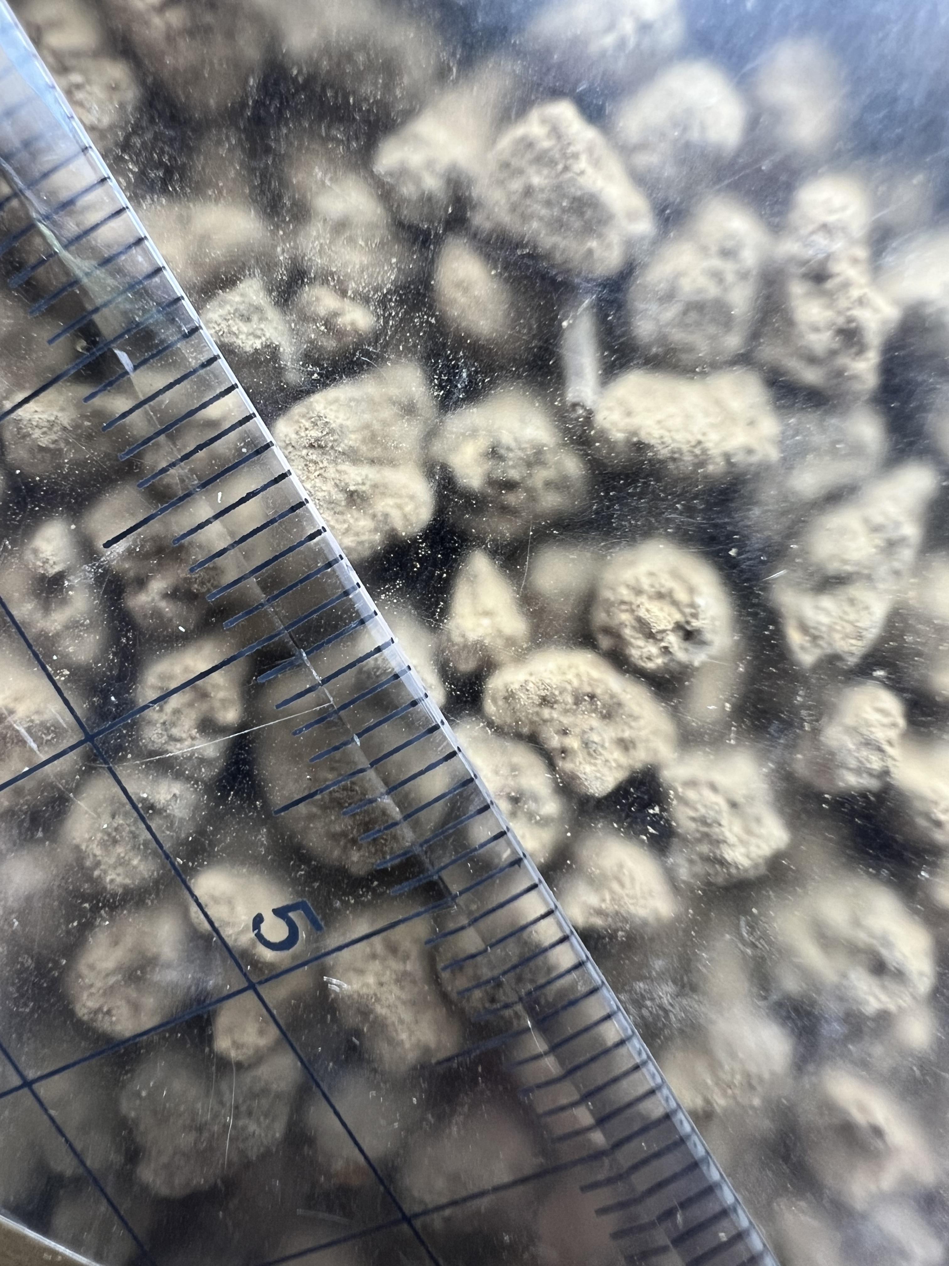 Medaka soil [M] 1Kg.