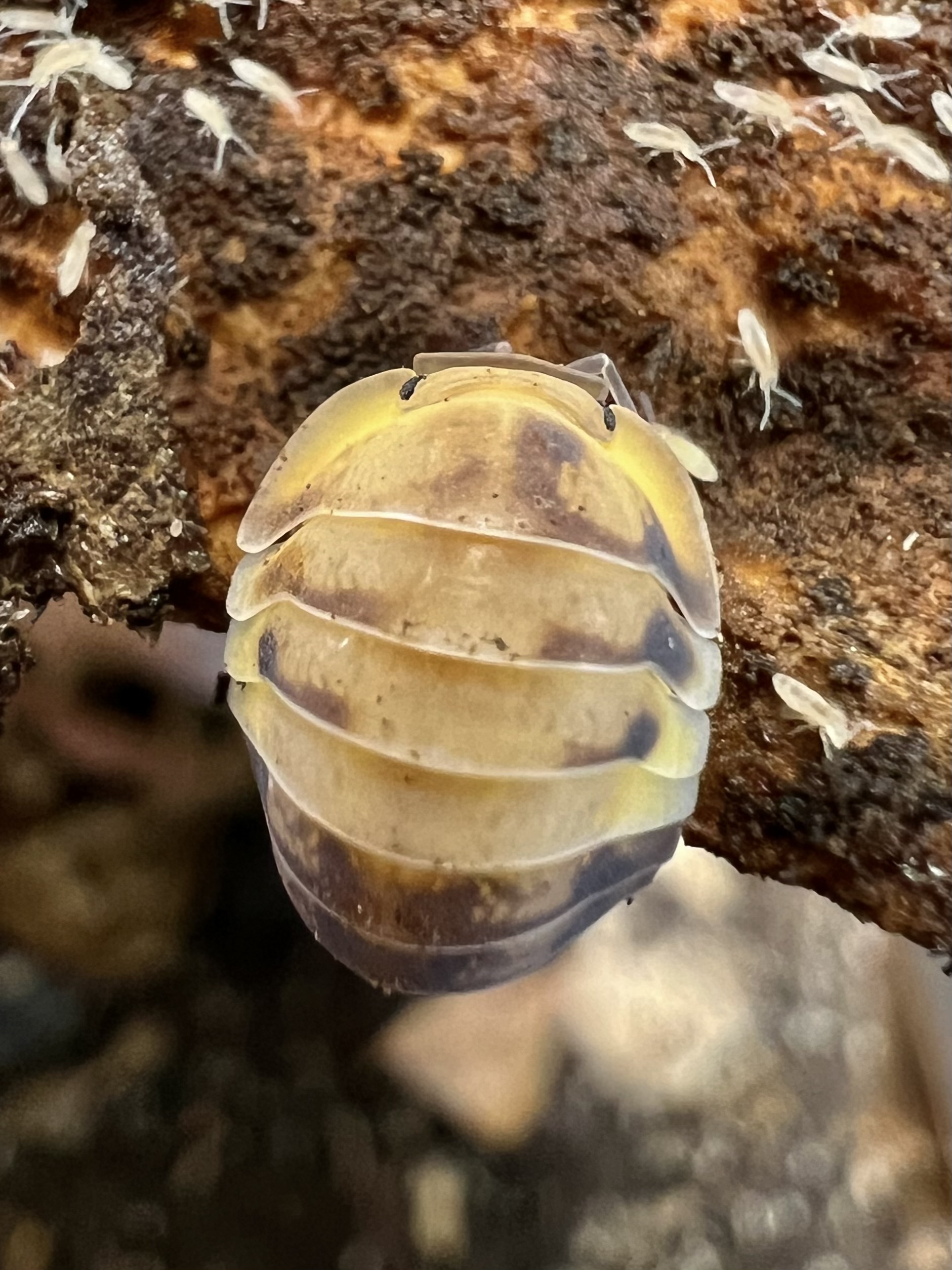 Cubaris sp. amber panda 5 each
