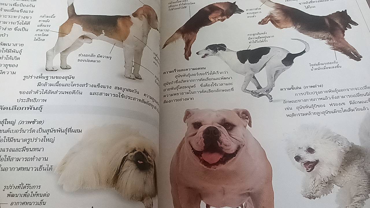 คู่มือดูแลสุนัข ฉบับสมบูรณ์