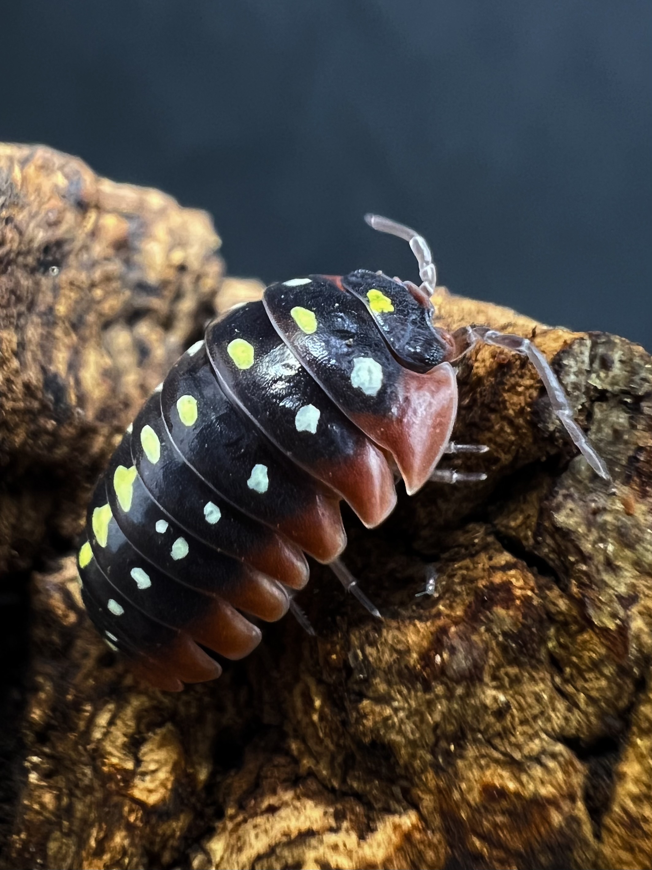 Armadillidium klugii montenegro Set 5 each