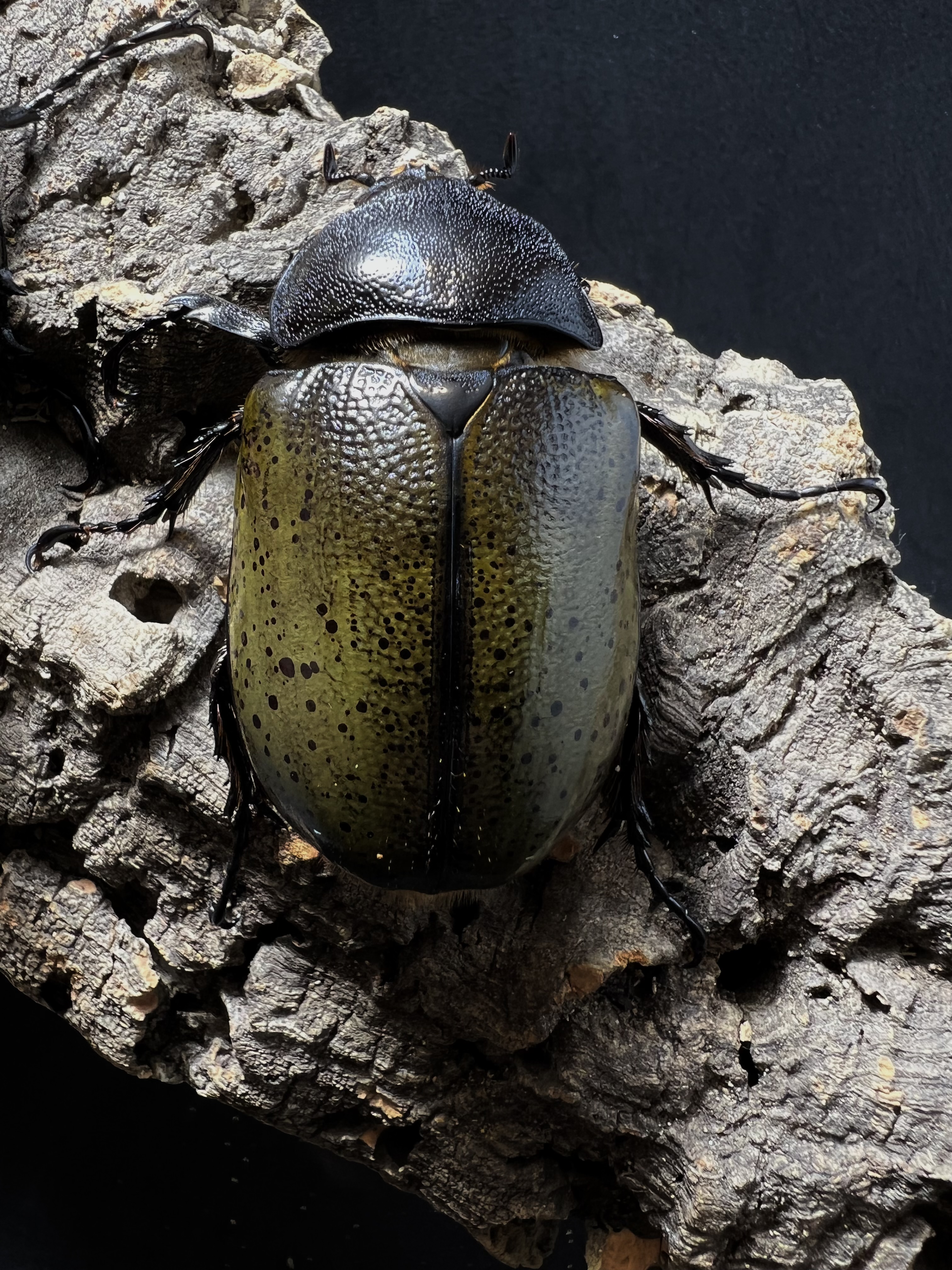 Dynastes hyllus hyllus 82x56mm.